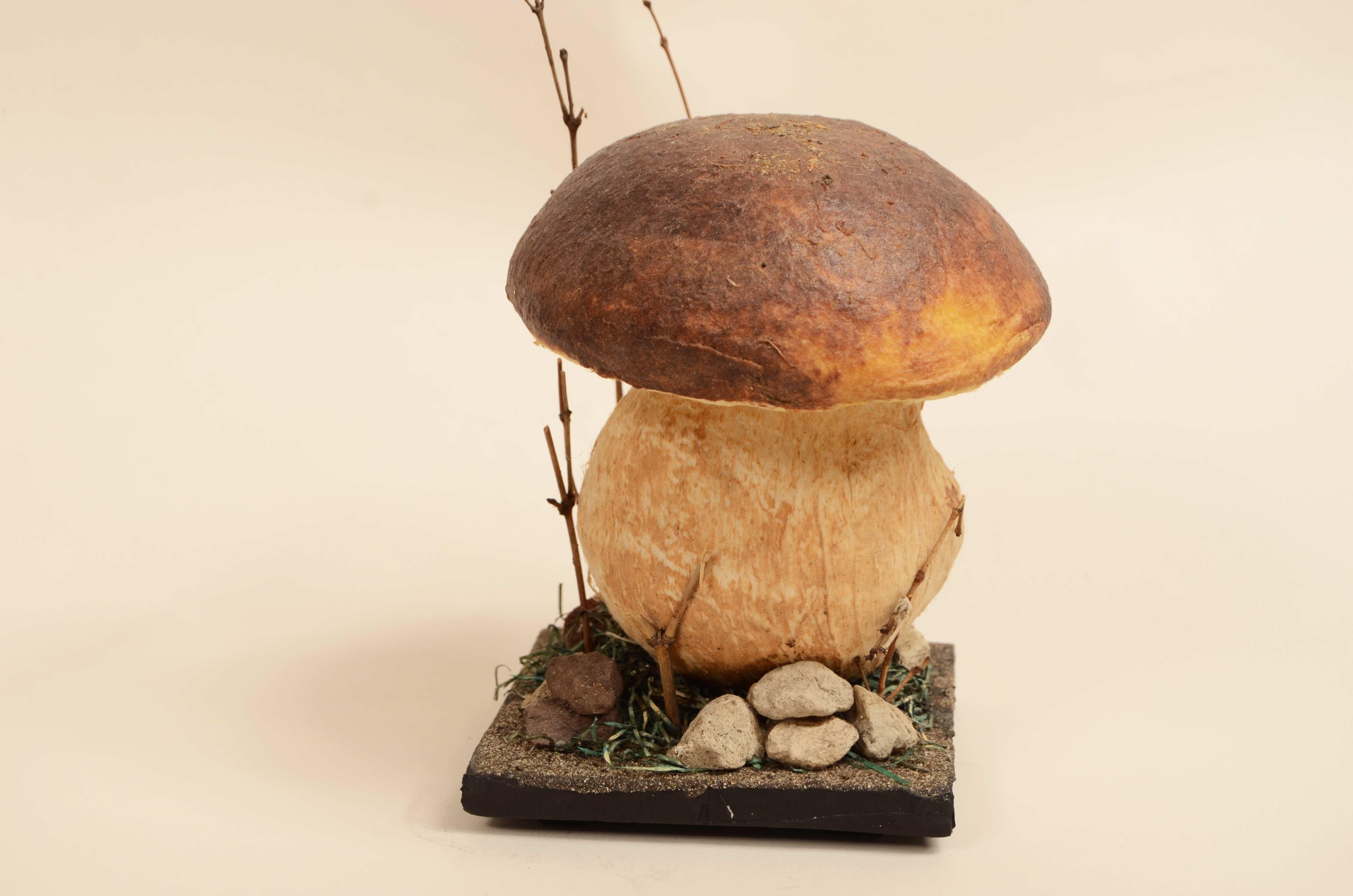 Modello didattico Boletus Reticulatus conosciuto come Boletus Aestivalis 1950s In condizioni buone in vendita a Milan, IT