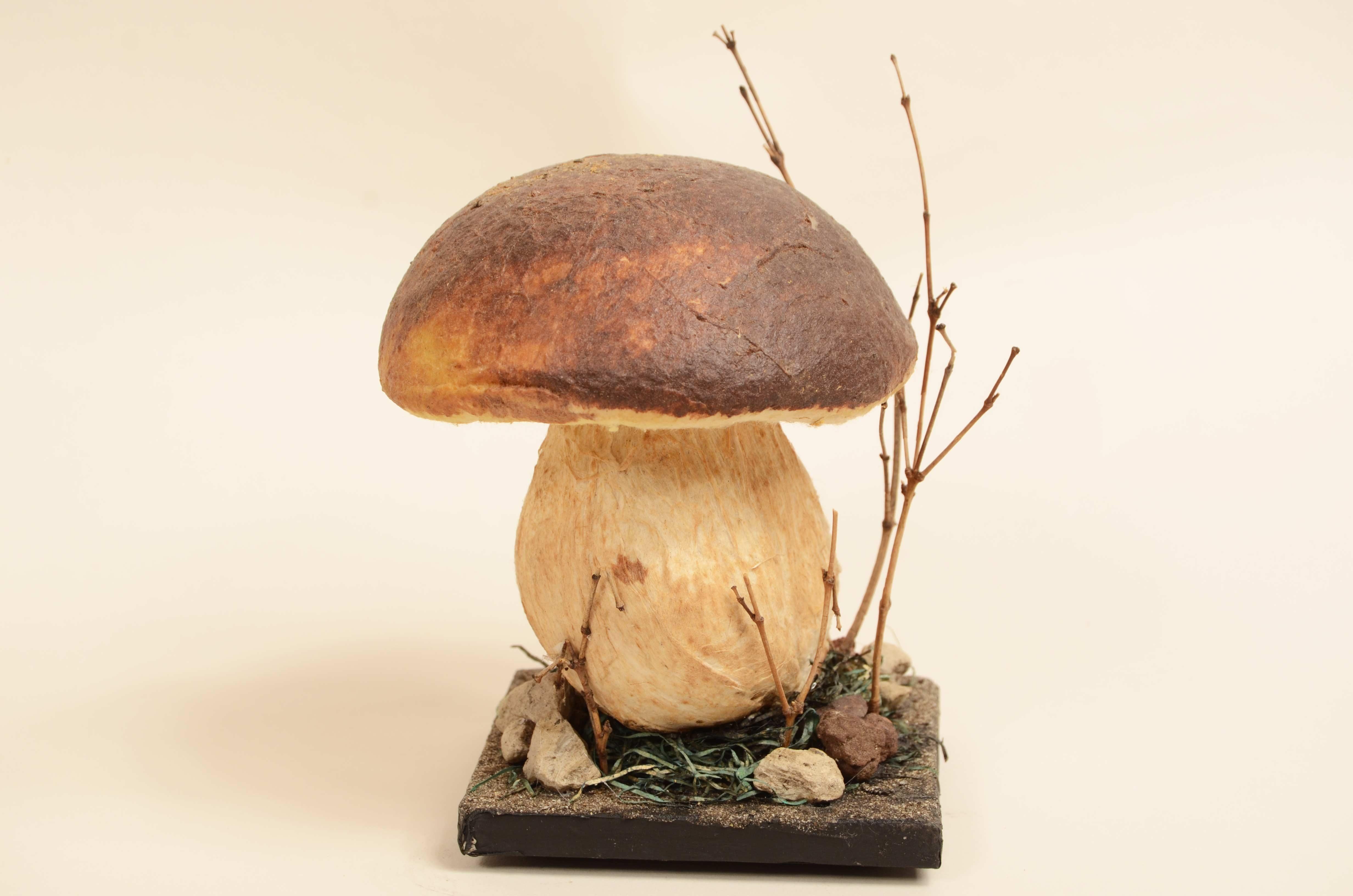 20th Century Modello didattico Boletus Reticulatus conosciuto come Boletus Aestivalis 1950s in vendita