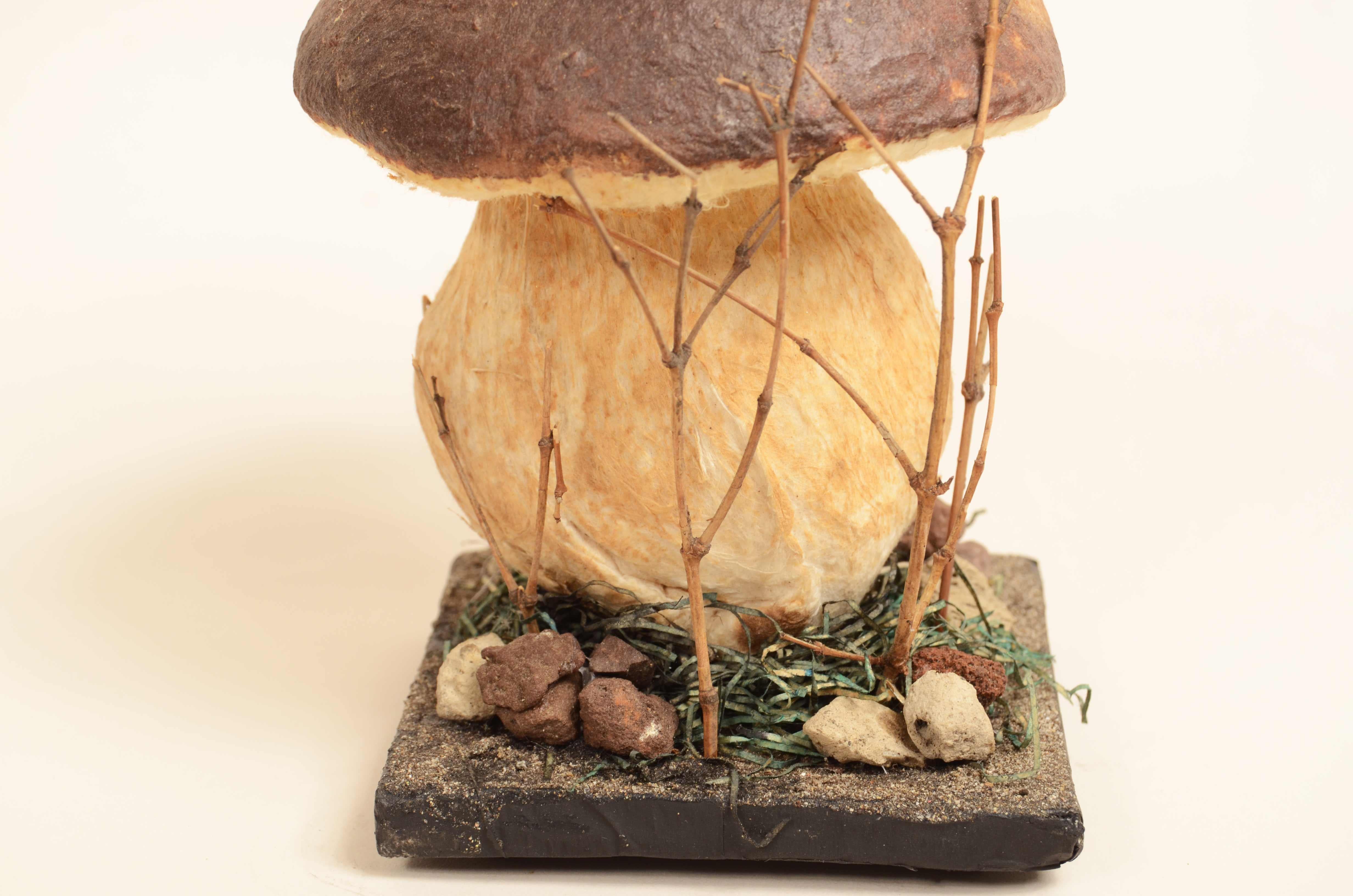 Altro Modello didattico Boletus Reticulatus conosciuto come Boletus Aestivalis 1950s in vendita