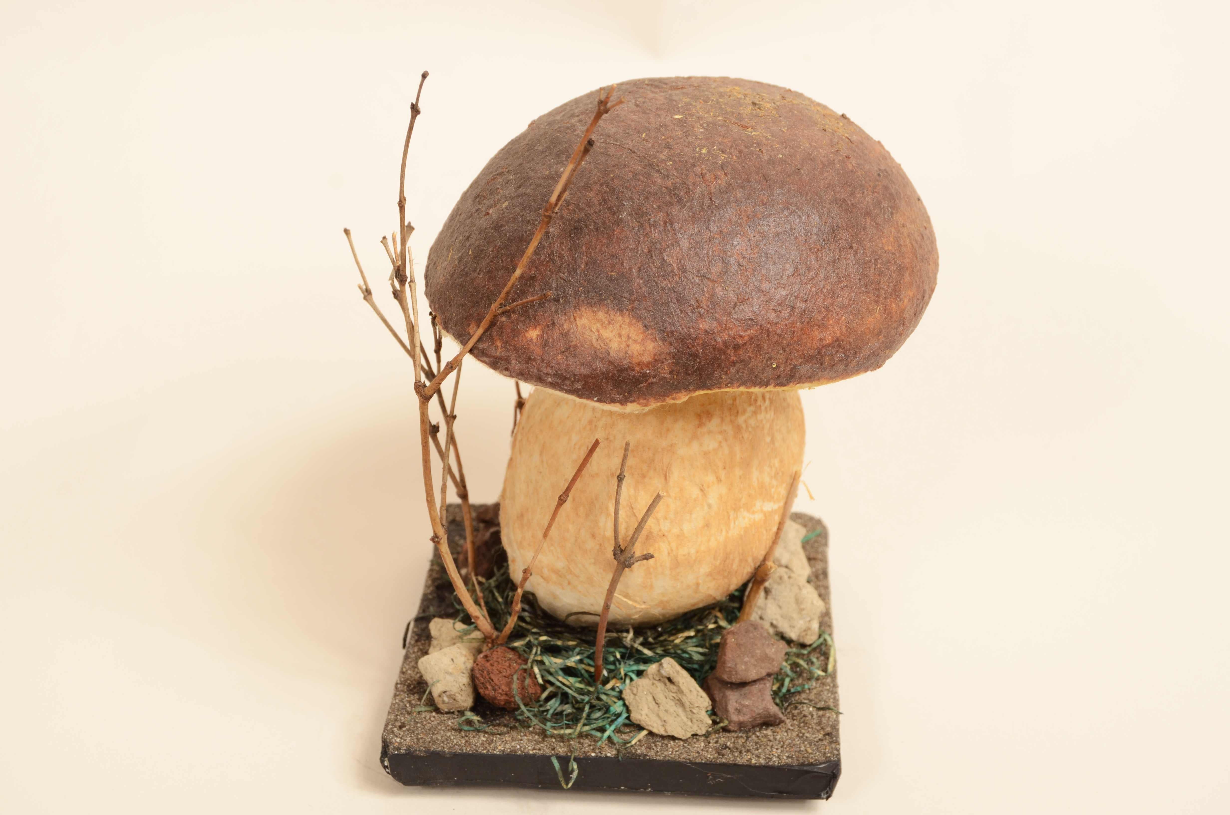 Modello didattico Boletus Reticulatus conosciuto come Boletus Aestivalis 1950s in vendita 2