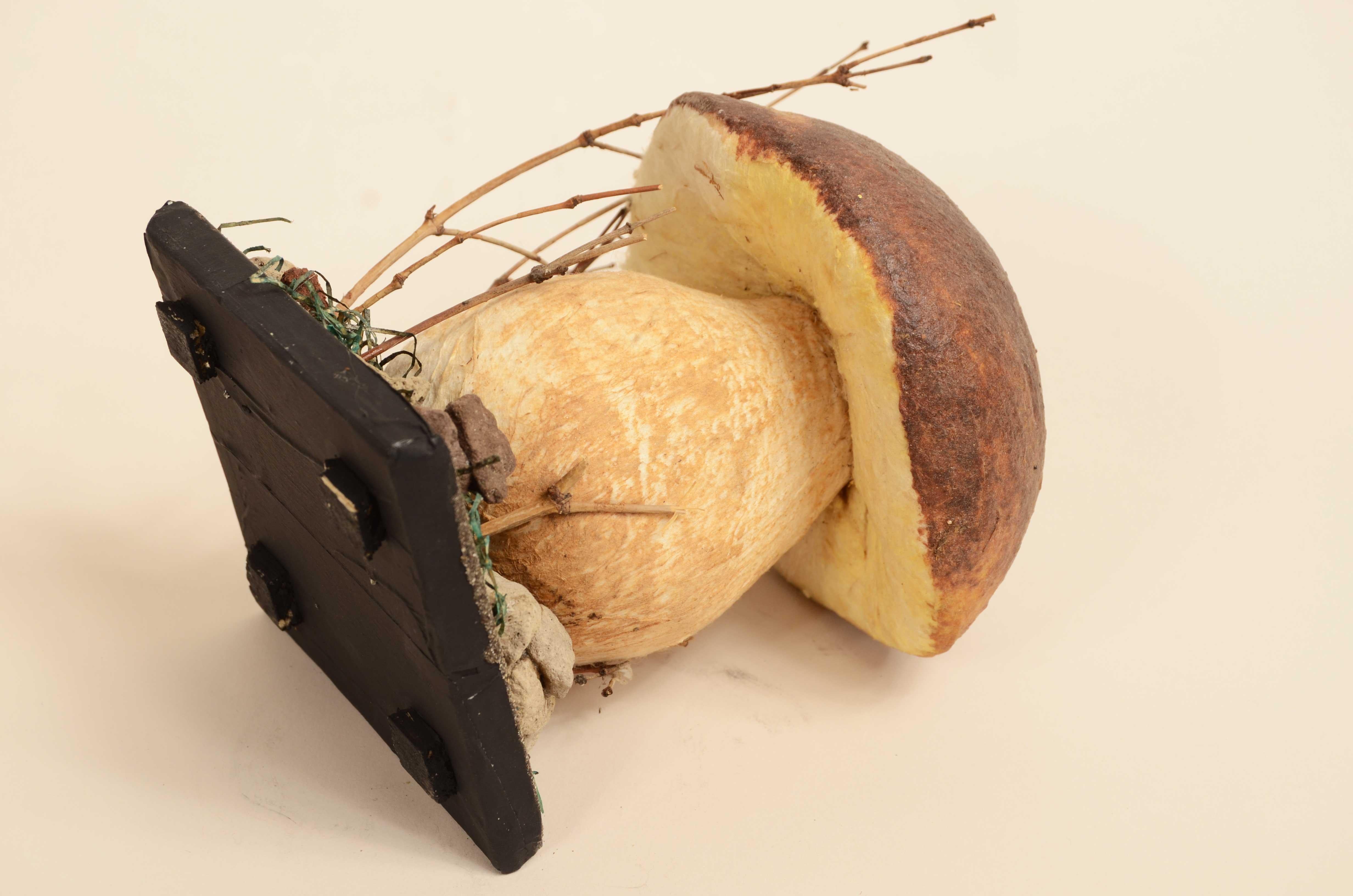 Modello didattico Boletus Reticulatus conosciuto come Boletus Aestivalis 1950s in vendita 4