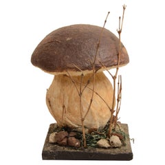 Boletus Reticulatus teaching model known as Boletus Aestivalis 1950s