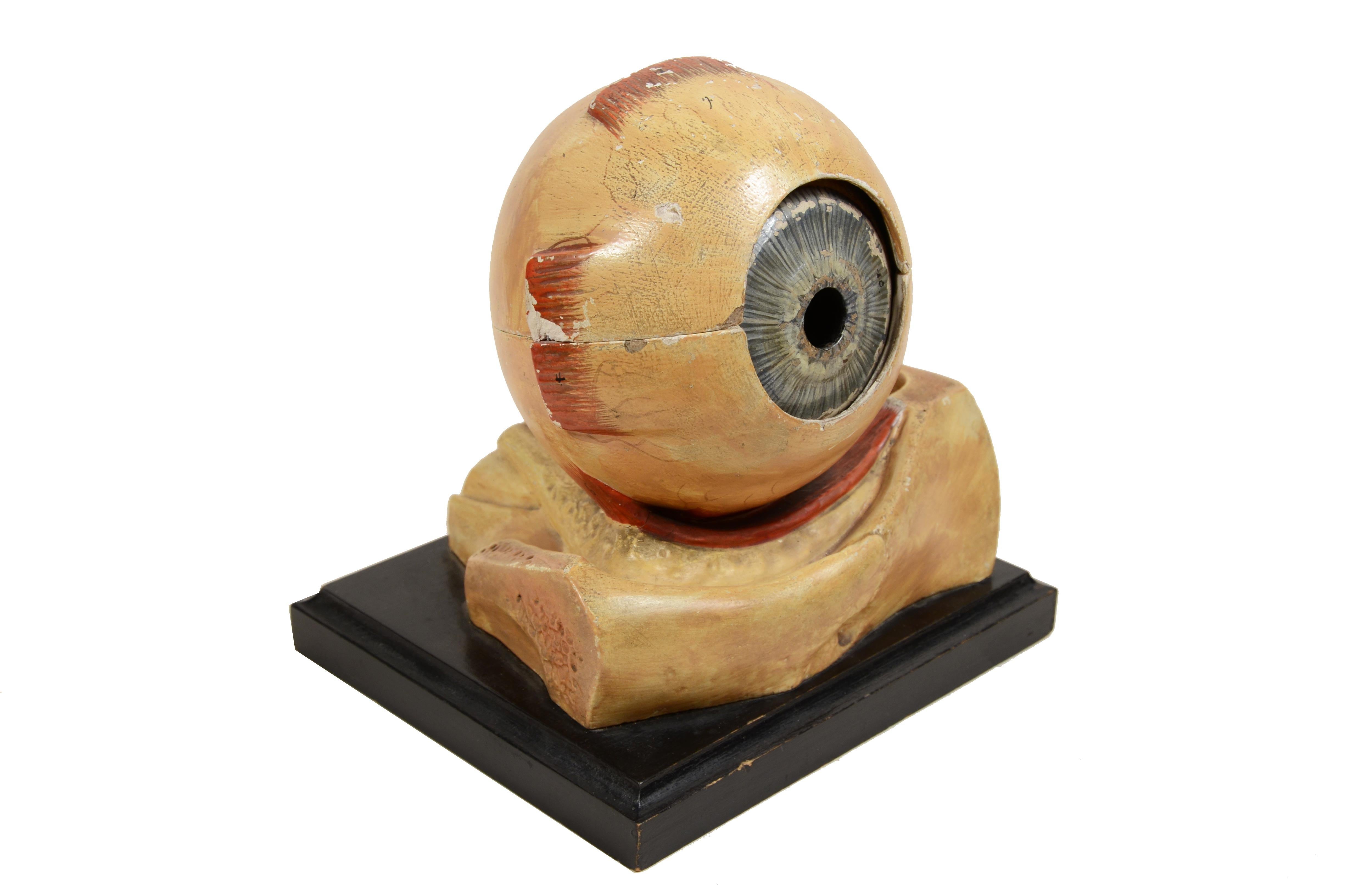 Anatomical teaching model made of plaster cast paper and glass  of the human eye fully disassembled, mounted on ebonized wooden board. French manufacture of the late 19th century. The model shows the structures of the eye and is hand-painted while 