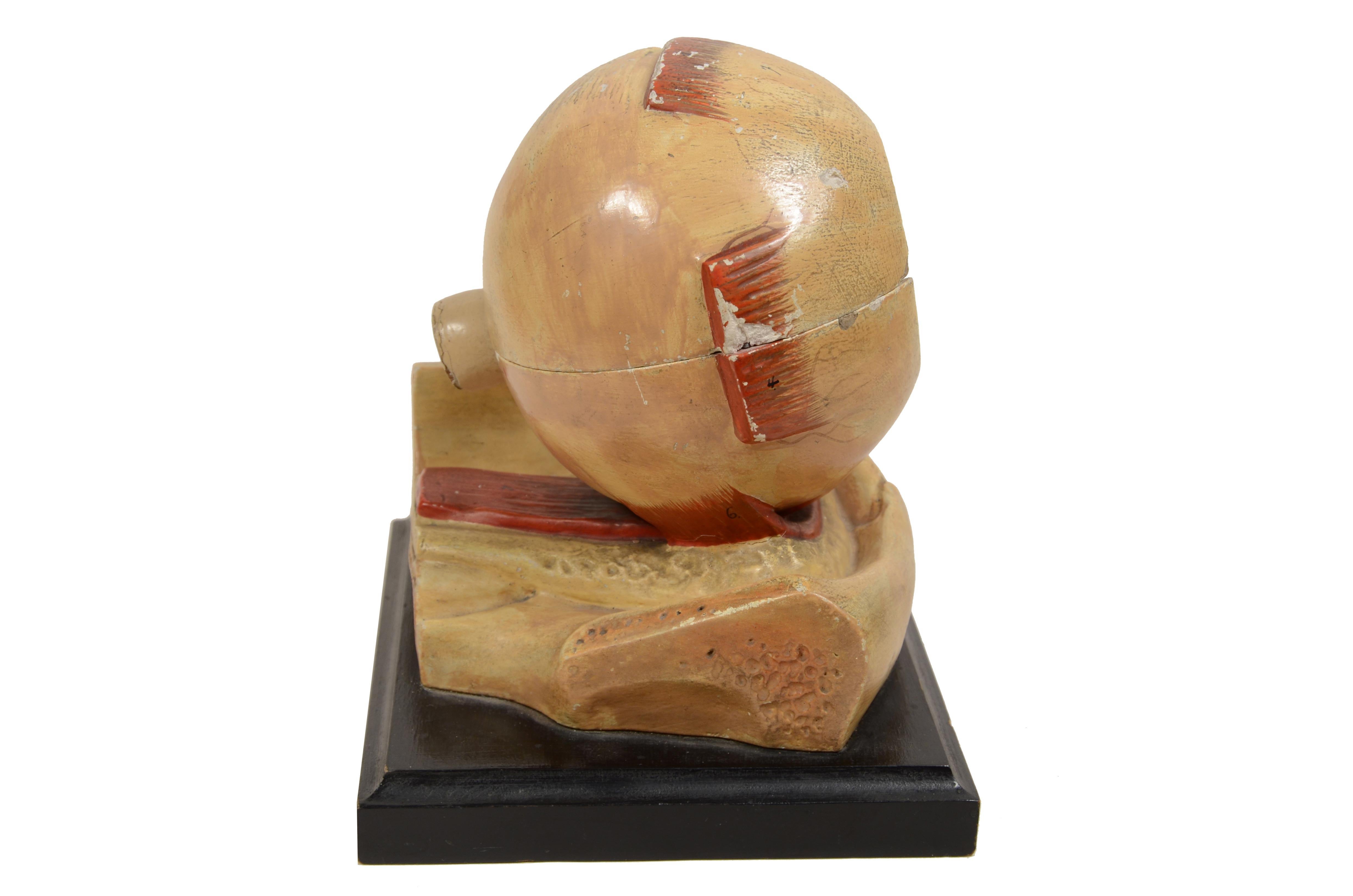 Plaster paper plaster and glass teaching model  of the eye France late 1800s. In Fair Condition For Sale In Milan, IT