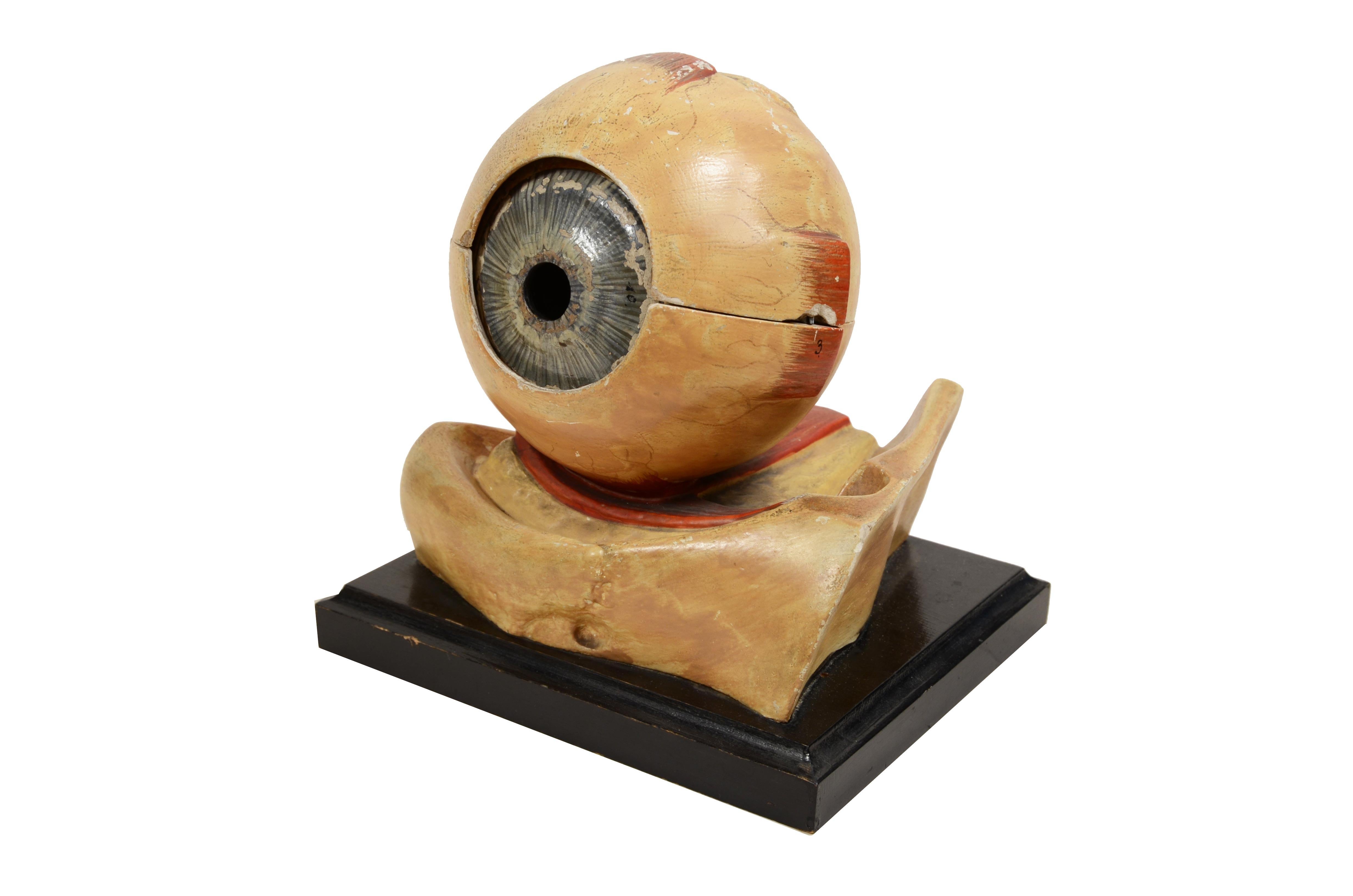 Late 19th Century Plaster paper plaster and glass teaching model  of the eye France late 1800s. For Sale