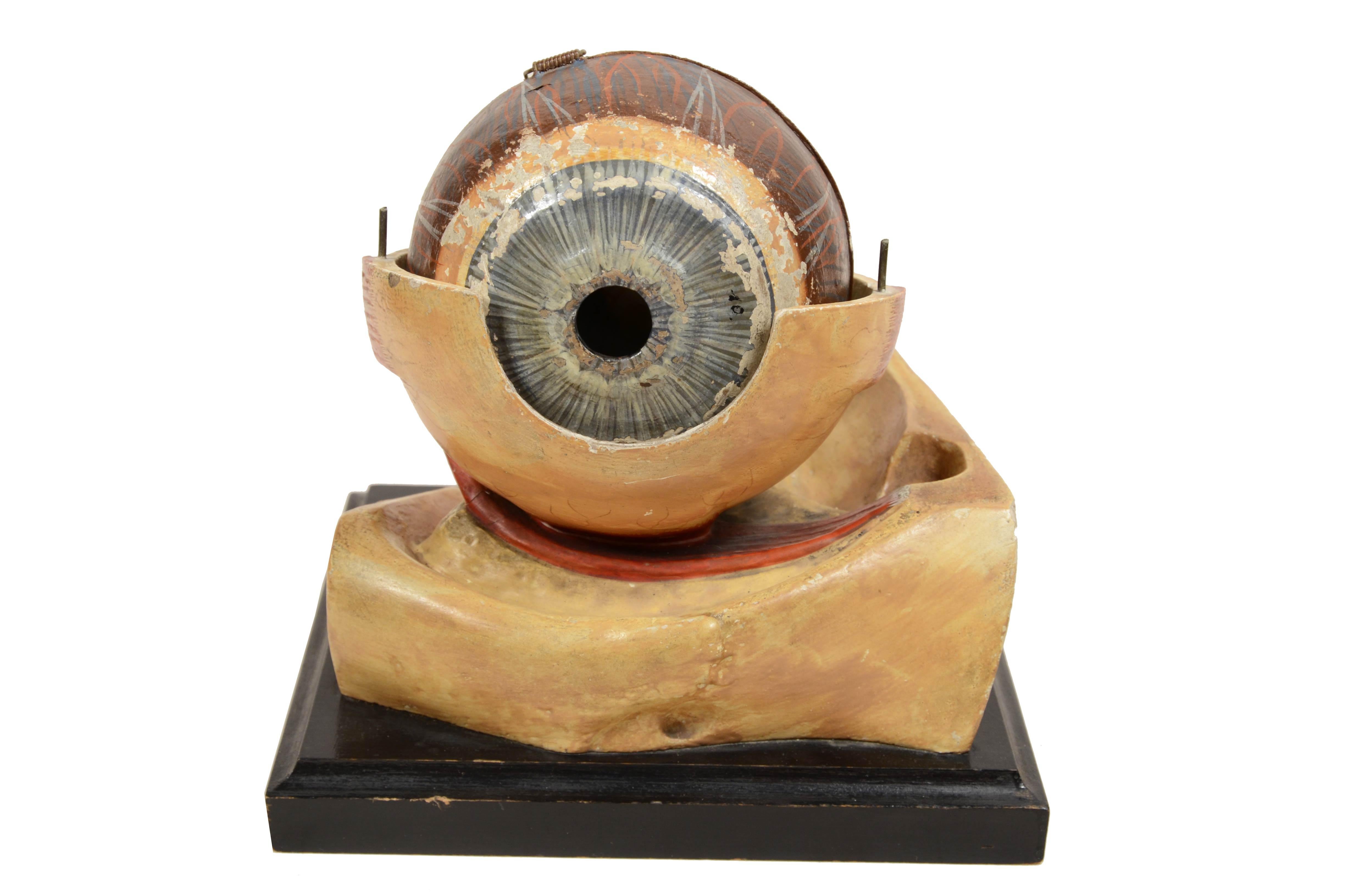 Plaster paper plaster and glass teaching model  of the eye France late 1800s. For Sale 4