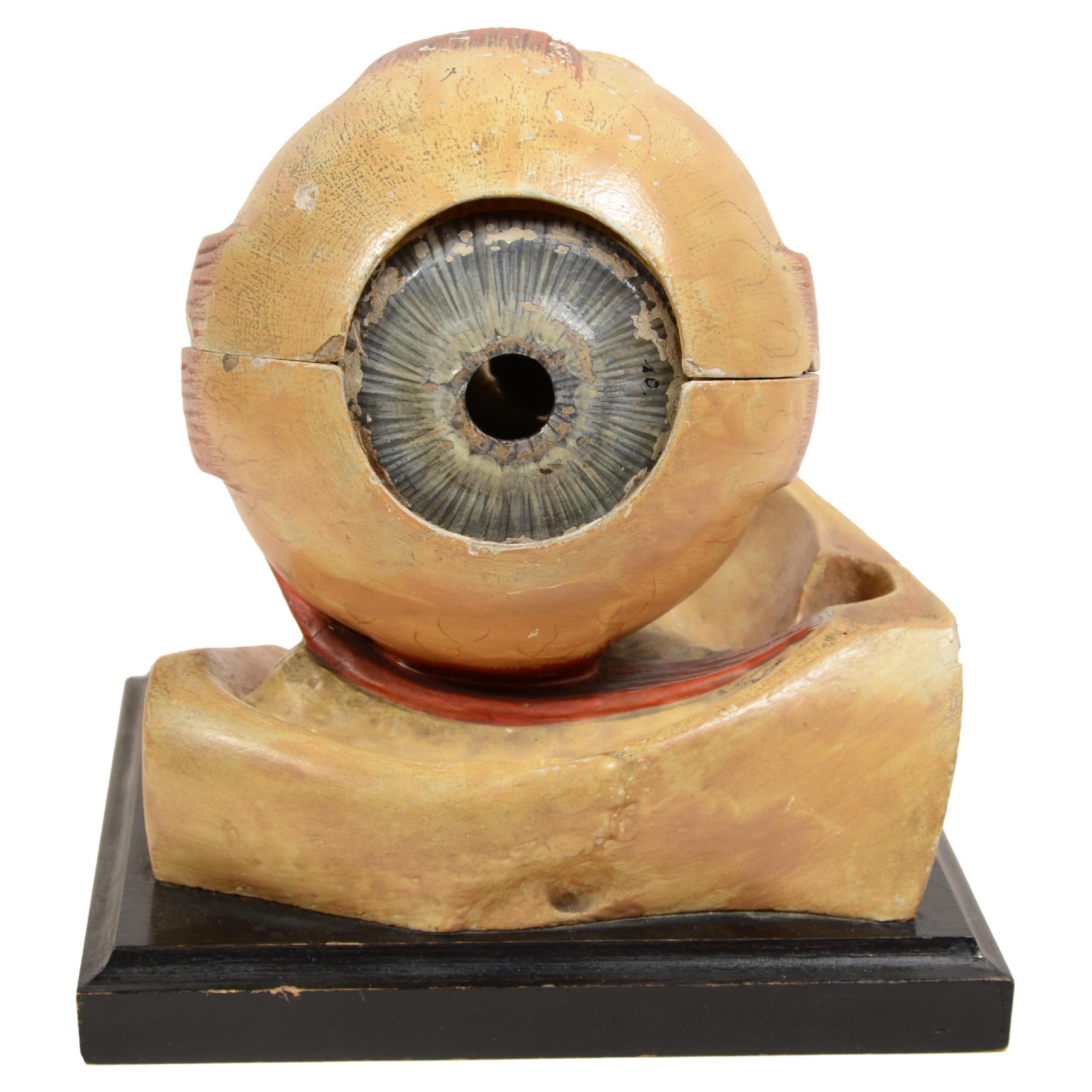 Plaster paper plaster and glass teaching model  of the eye France late 1800s. For Sale