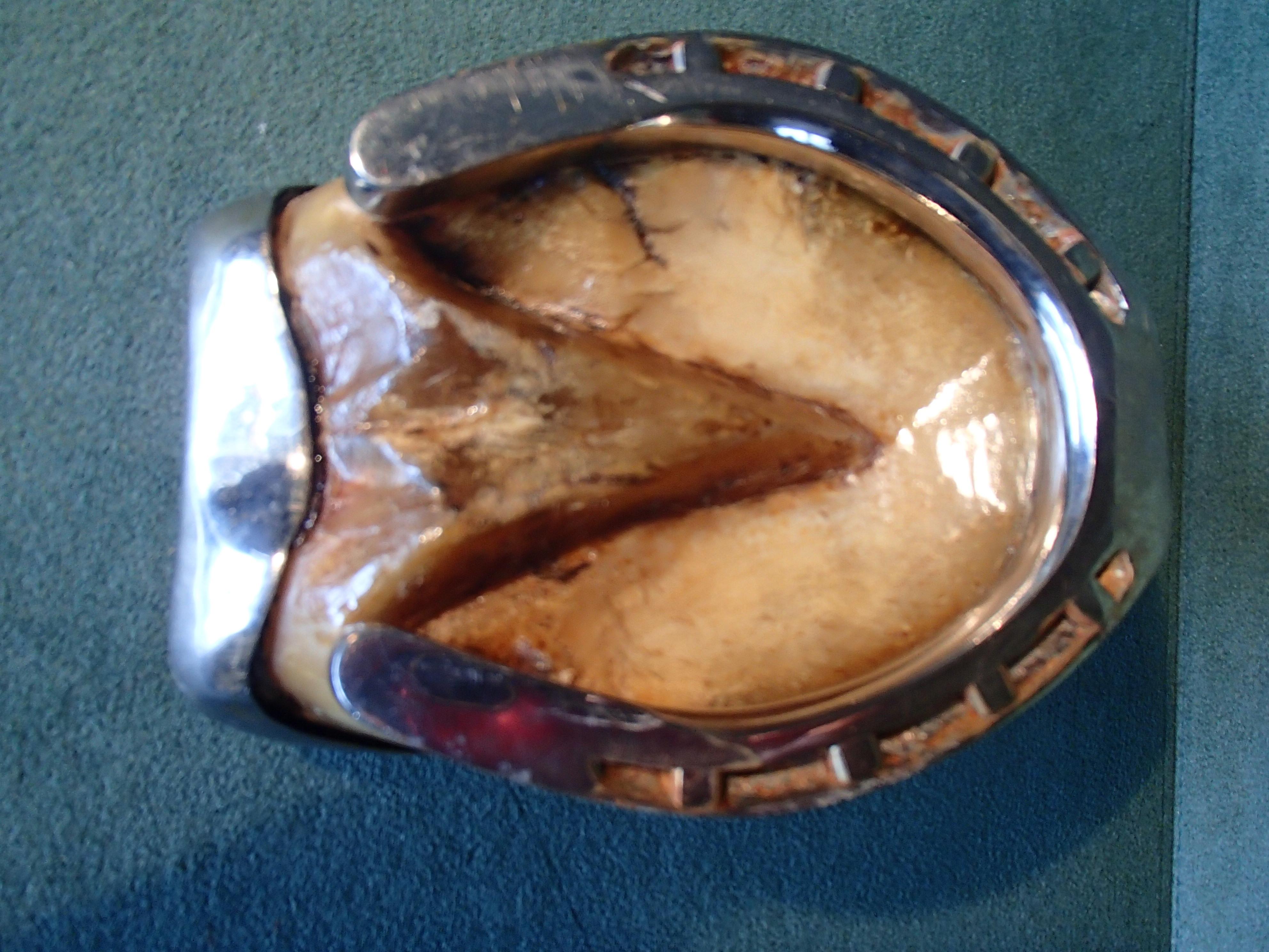 European Modern Ashtray Made of a Real Horse Foot with Metal and For Sale