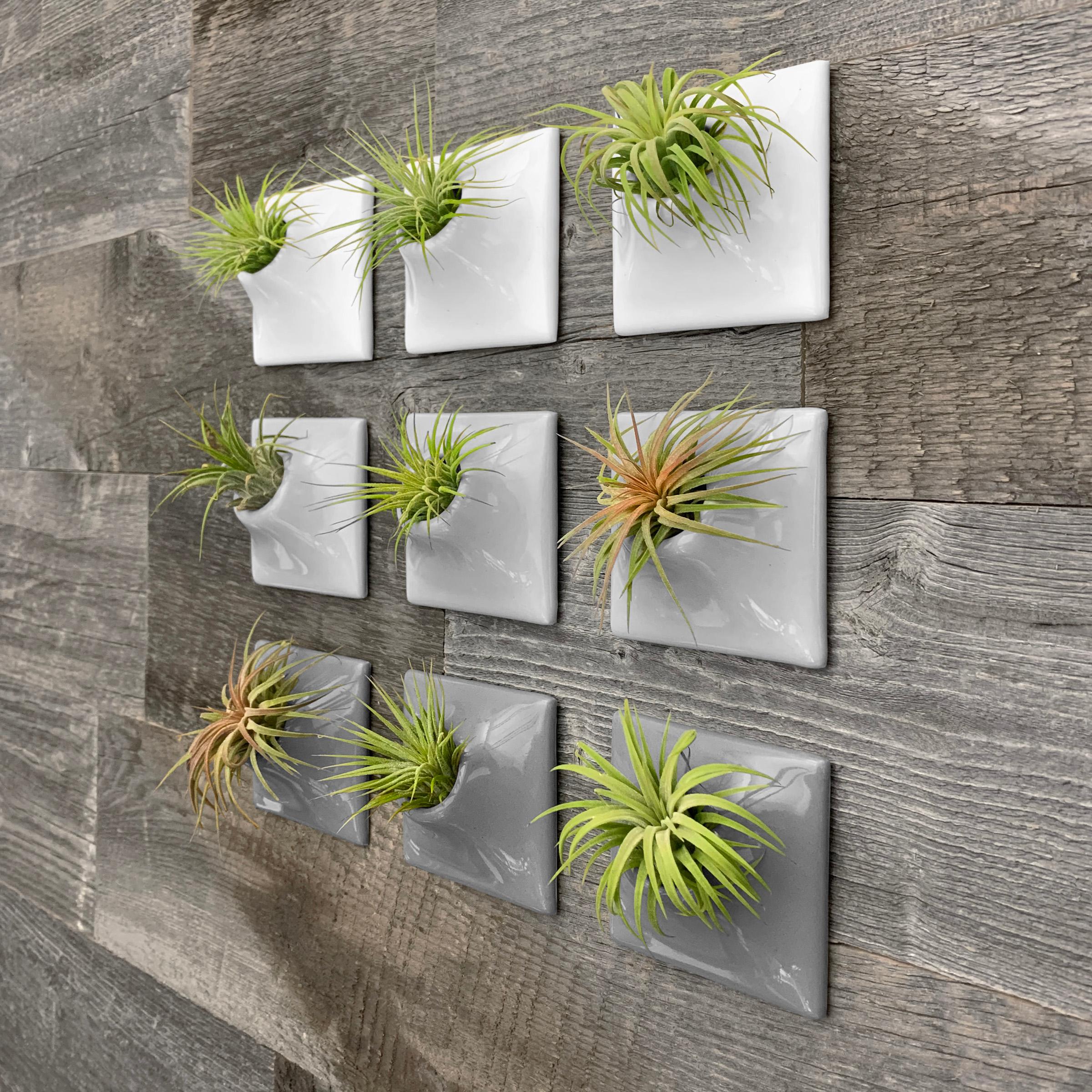 Modern Mini Wall Planter, Air Plant Holder Hanger, Living Wall Decor, Node 3