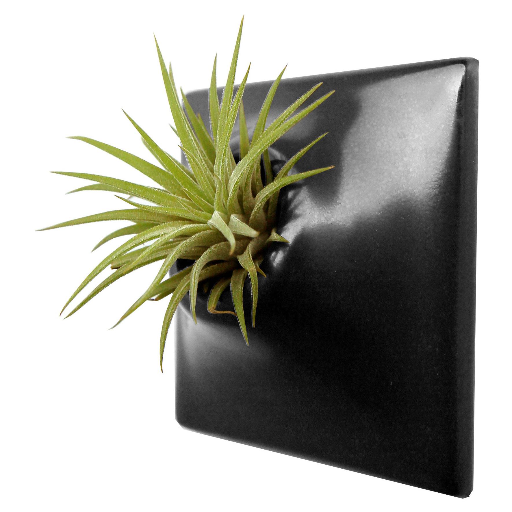 Milltown Merchants Sukkulenten-Wandtopf – Schwarze Keramik, Wandmontierbar, 14.6x12.7x11.4 Cm