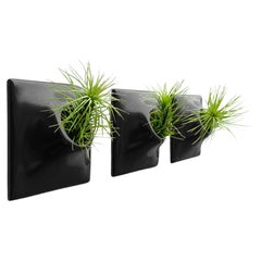 Modern Black Wall Planter Set, Air Plant Holder, Moss Wall Art, Node 3" X Small