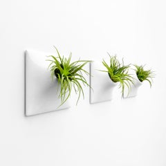 Modern White Wall Planter Set, Plant Wall Art, Wall Sculpture, Node 9" Medium