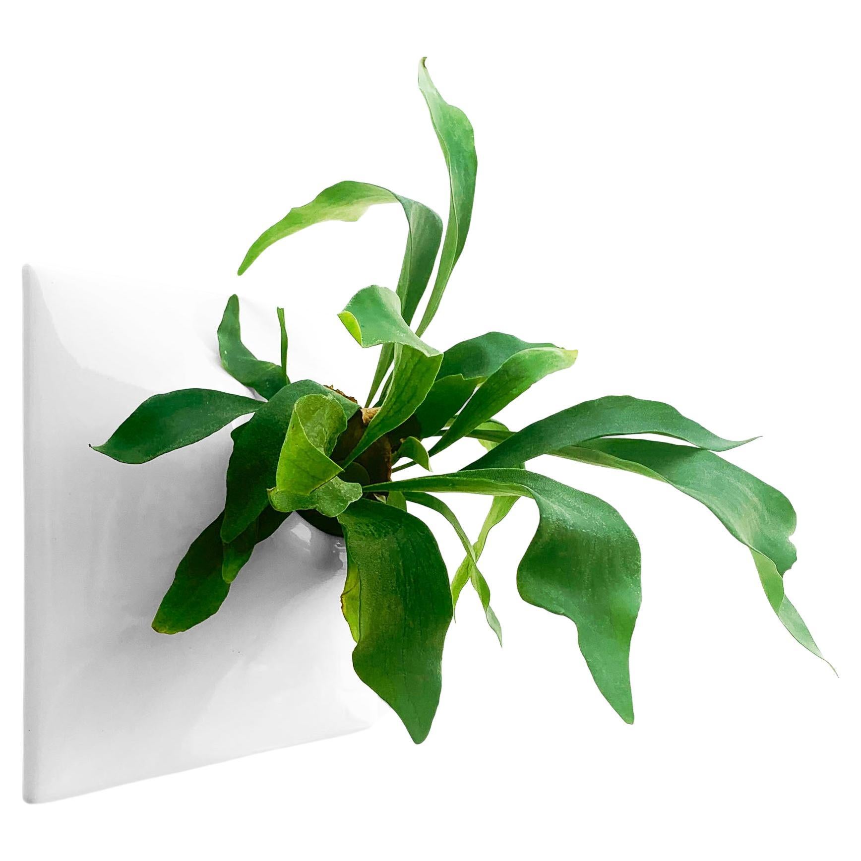 Modern White Wall Planter, Plant Wall Sculpture, Wall Art Decor, Node 12" Large For Sale