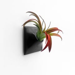 Modern Black Wall Planter, Air Plant Holder, Living Wall Decor, Node 3" X Small