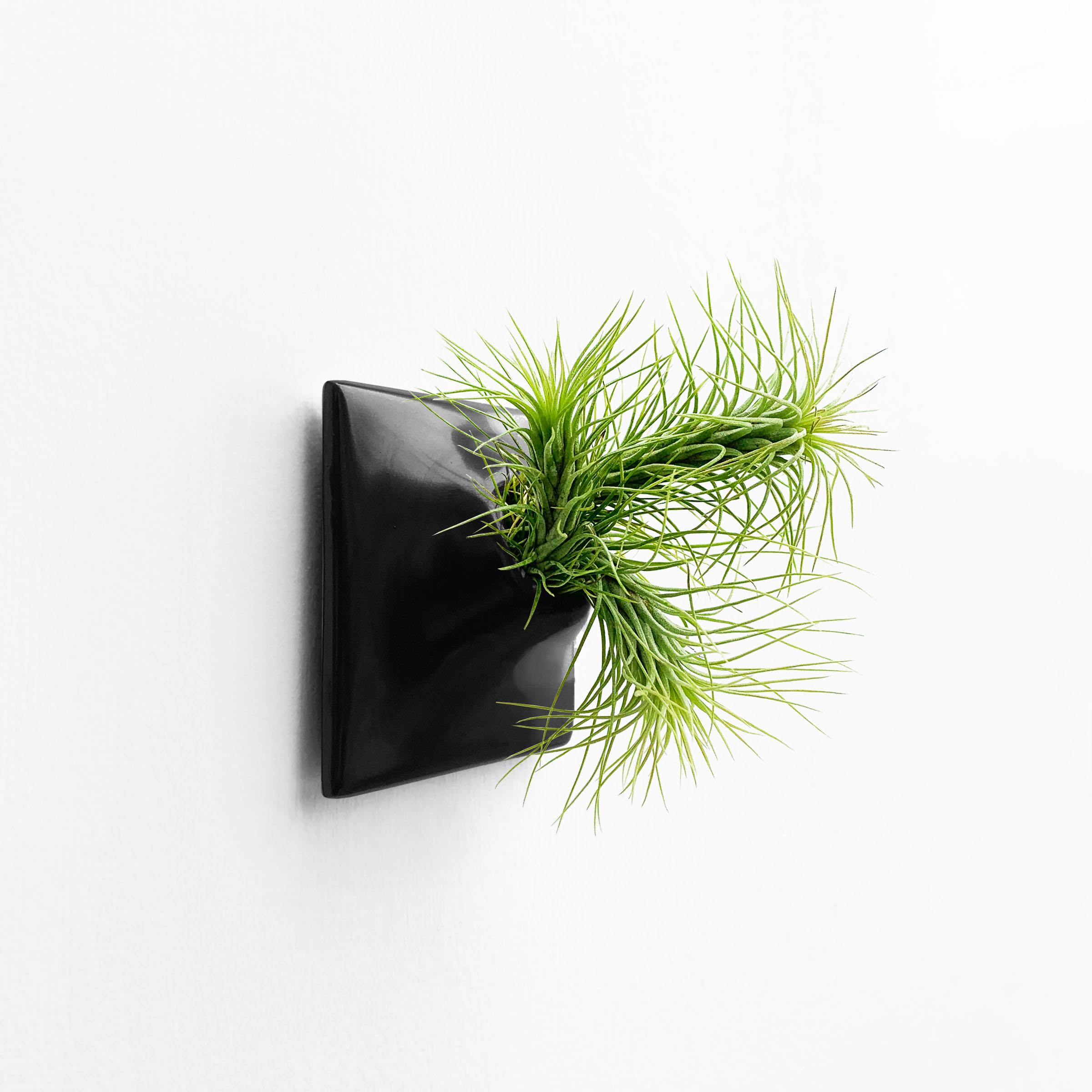 Modern Black Wall Planter, Air Plant Holder, Living Wall Decor, Node 3