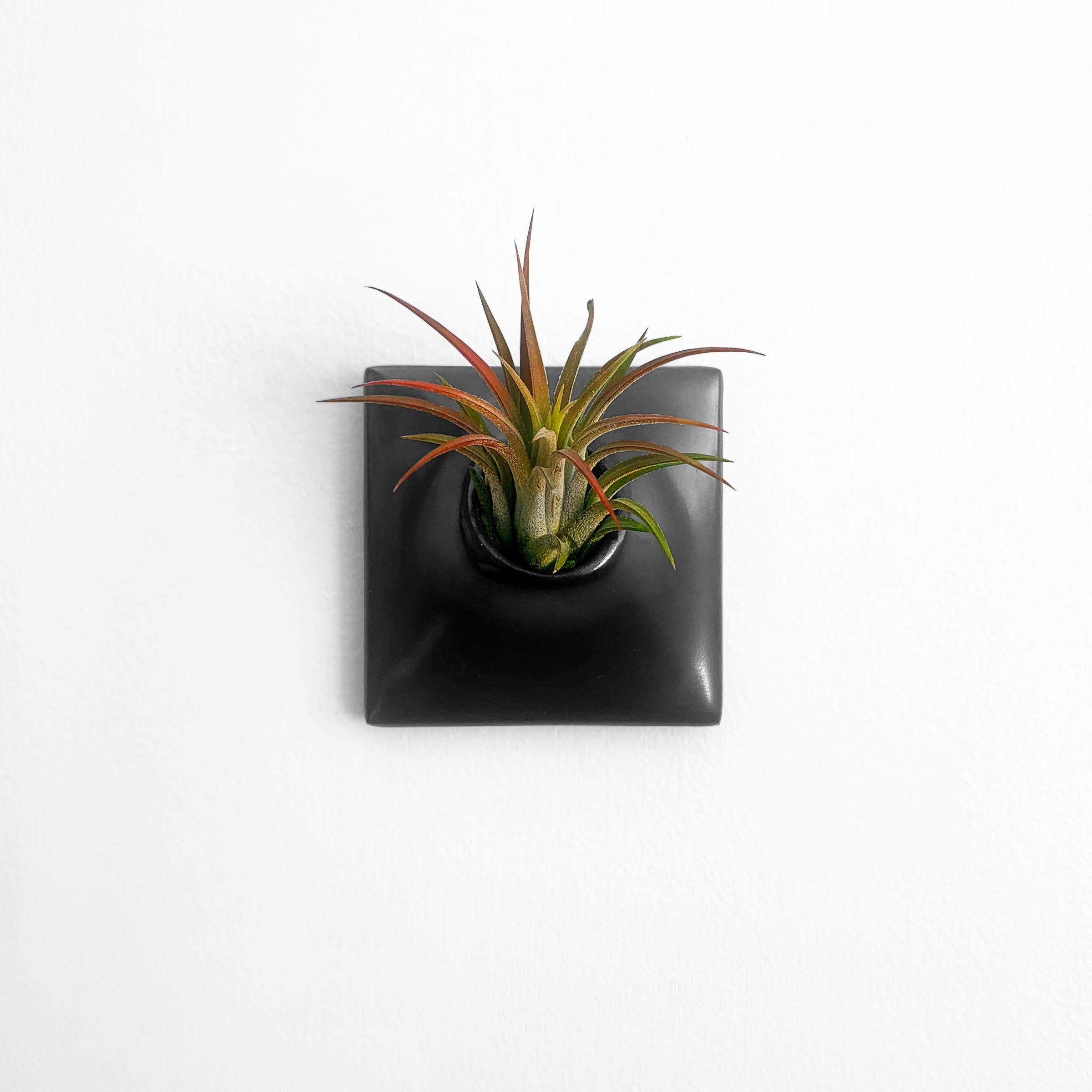 Contemporary Modern Black Wall Planter, Air Plant Holder, Living Wall Decor, Node 3