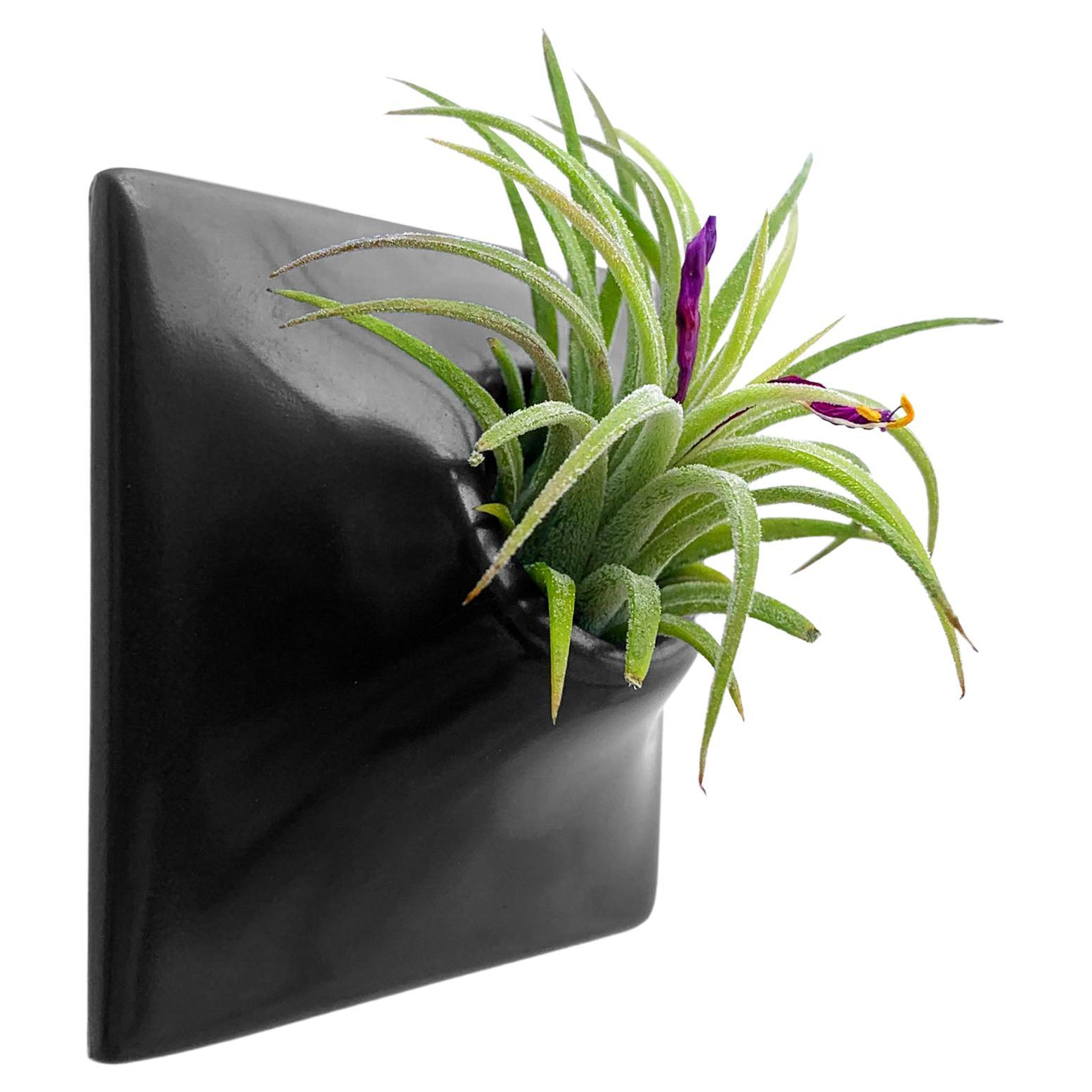 Modern Black Wall Planter, Air Plant Holder, Living Wall Decor, Node 3" X Small For Sale