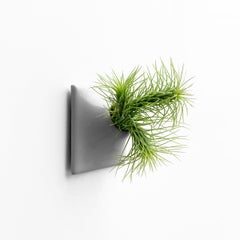 Modern Gray Wall Planter, Air Plant Holder, Living Wall Decor, Node 3" X Small M