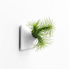 Modern White Wall Planter, Air Plant Holder, Living Wall Decor, Node 3" X Small