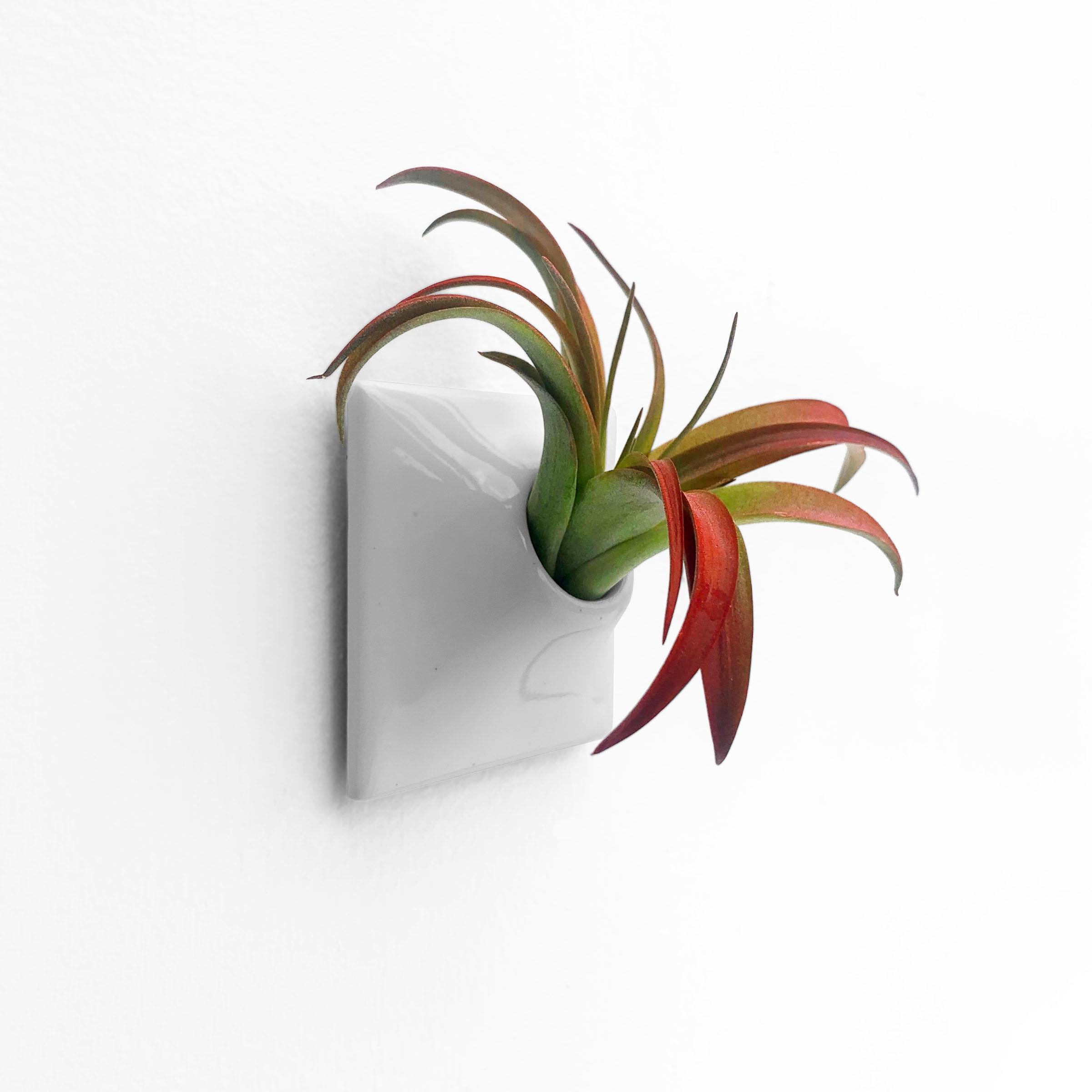 Glazed Modern Gray Wall Planter, Air Plant Holder, Living Wall Decor, Node 3