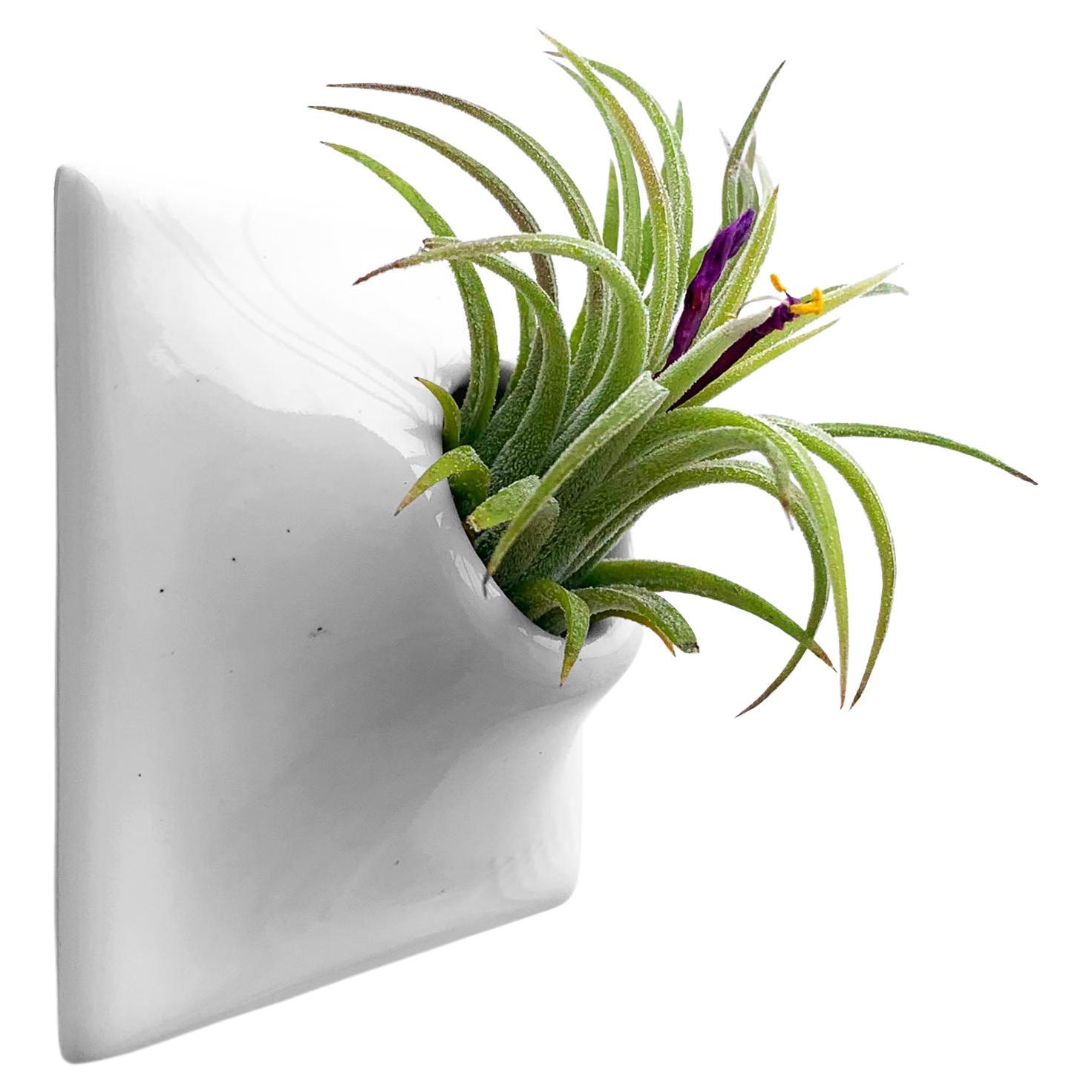 Modern Gray Wall Planter, Air Plant Holder, Living Wall Decor, Node 3" X Small L For Sale