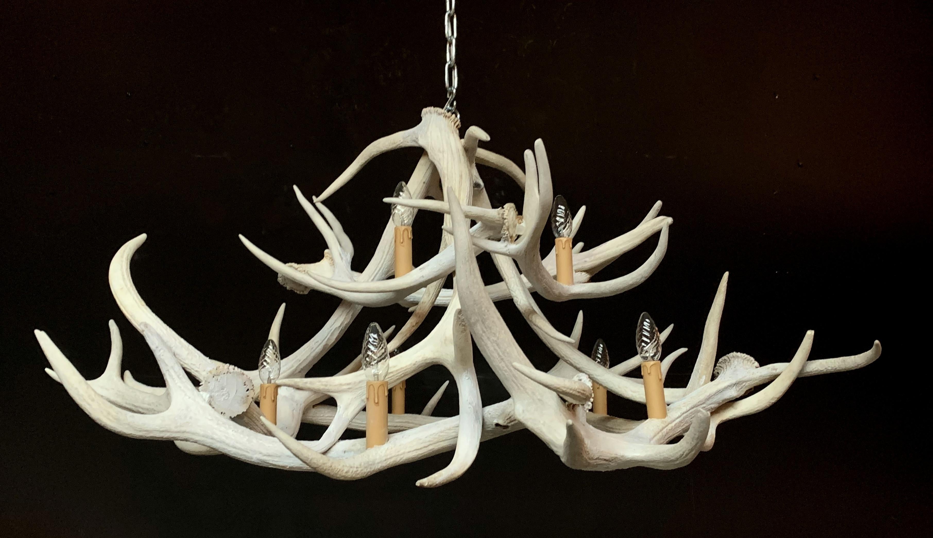 bleached antlers