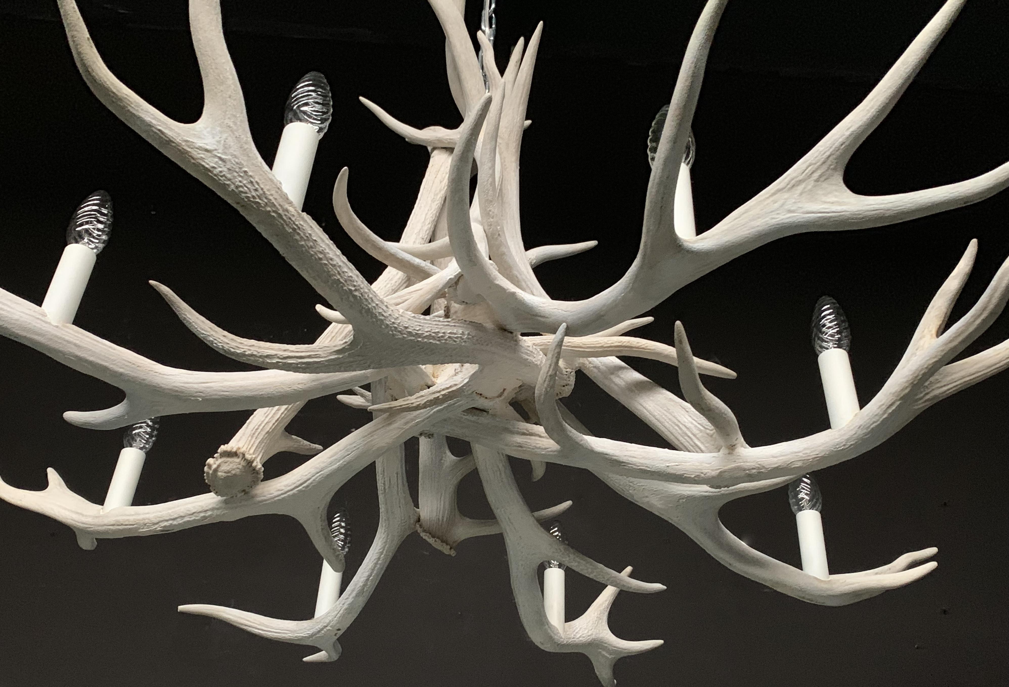 bleached antlers