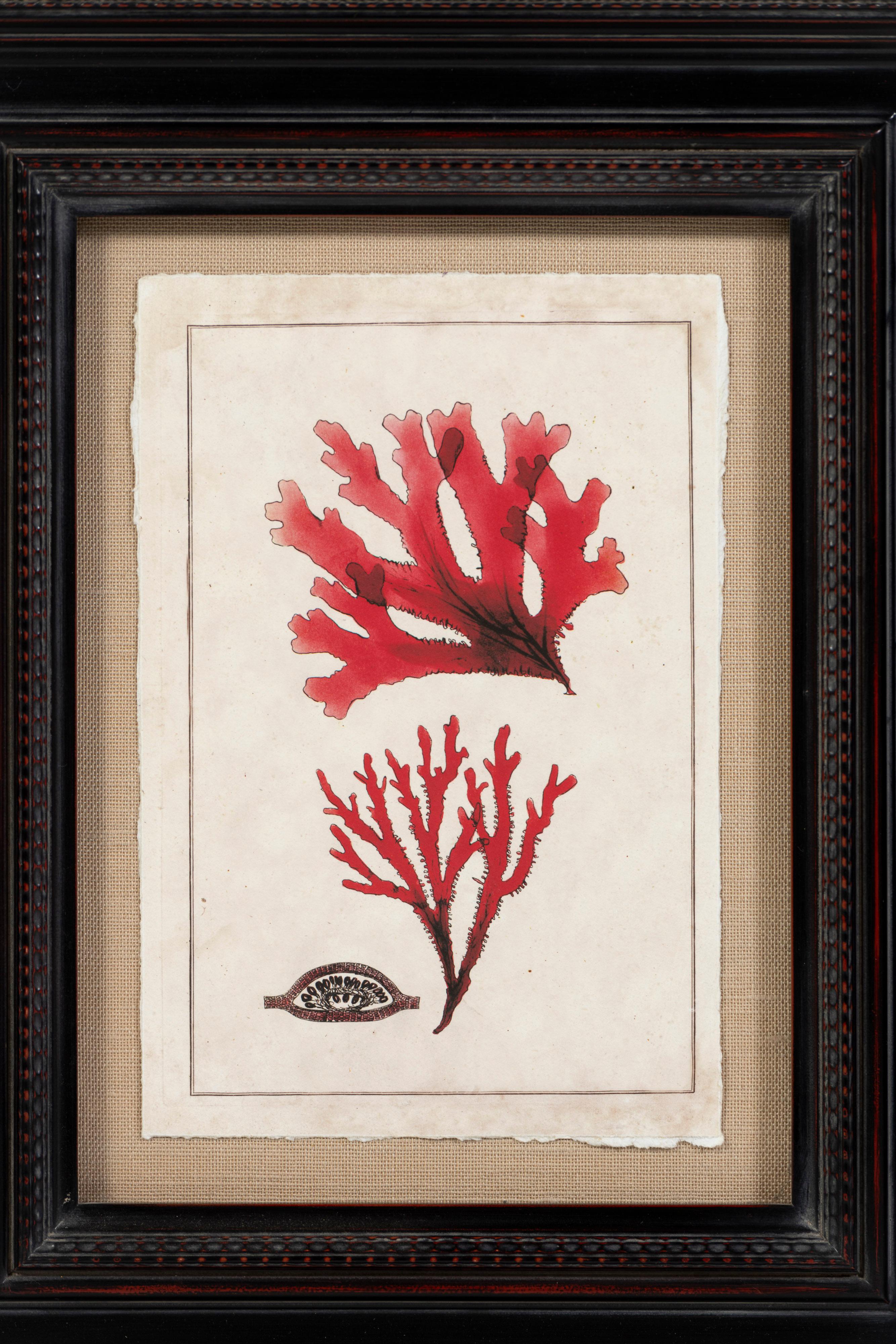 Modern coral print in rich shades of scarlet, mounted and beautifully framed. Five unique pieces are available to place individually or as a grouping. Lovely botanical touch to a bath or cottage.