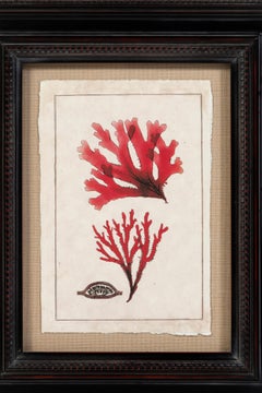 Modern Coral Print, Framed, 20th Century, USA