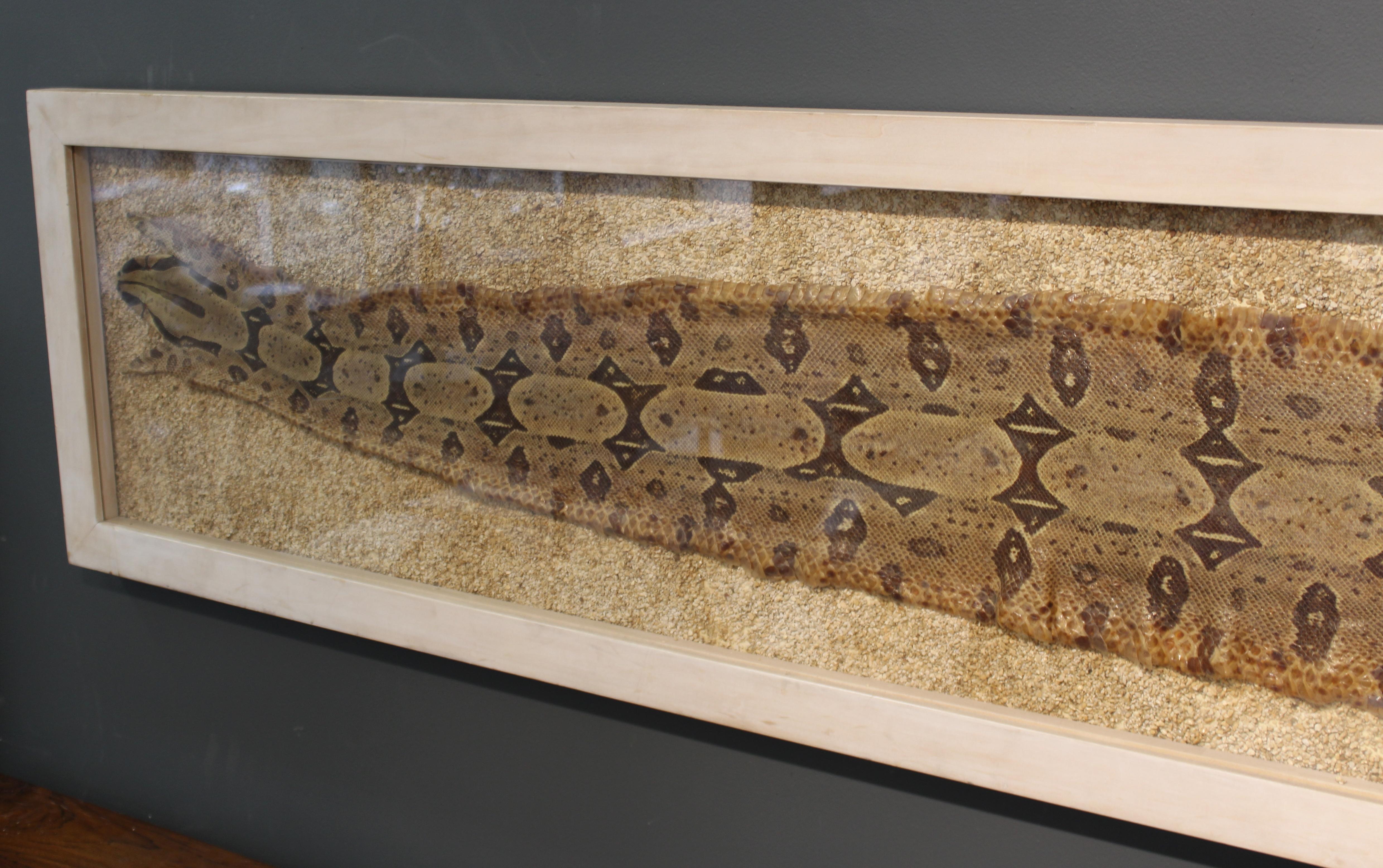 Modern Framed Snakeskin Shadowbox For Sale 5