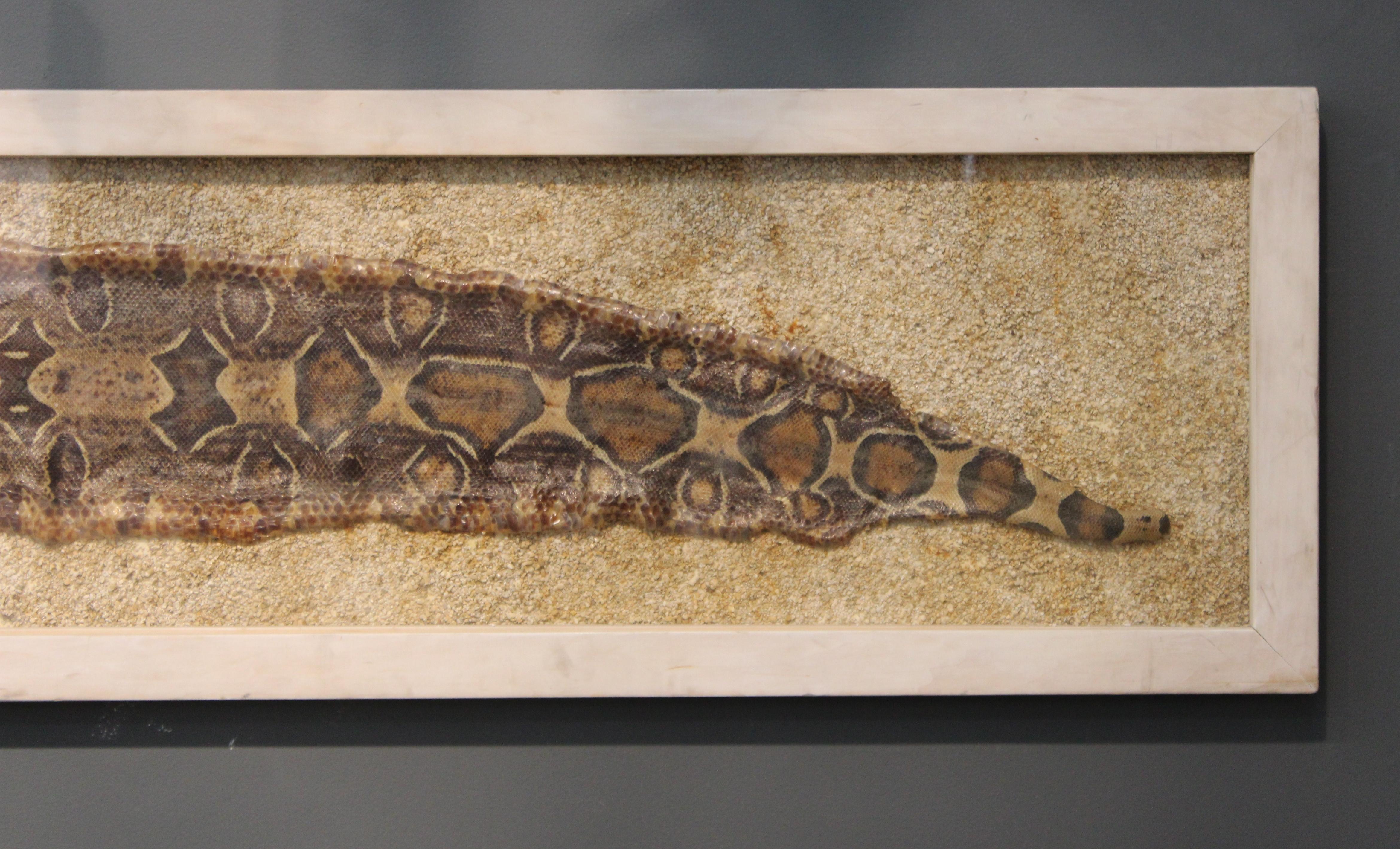 framed snake skin