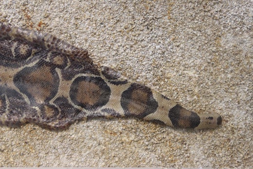 Modern Framed Snakeskin Shadowbox For Sale At 1stdibs