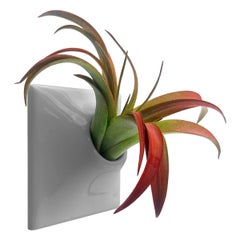 Modern Gray Wall Planter, Air Plant Holder, Living Wall Decor, Node 3" X Small M