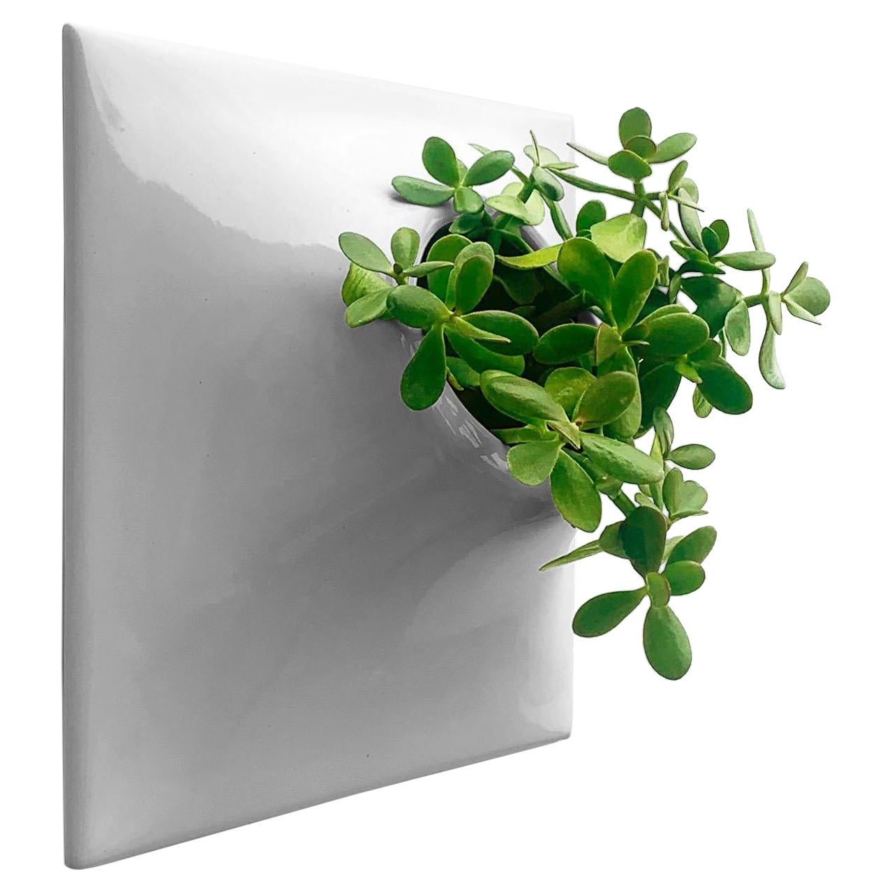 Modern Gray Wall Planter, Plant Wall Sculpture, Living Decor, Node 15" X Large M For Sale