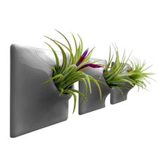 Modern Gray Wall Planter Set, Air Plant Holder, Moss Wall Art, Node 3" X Small D