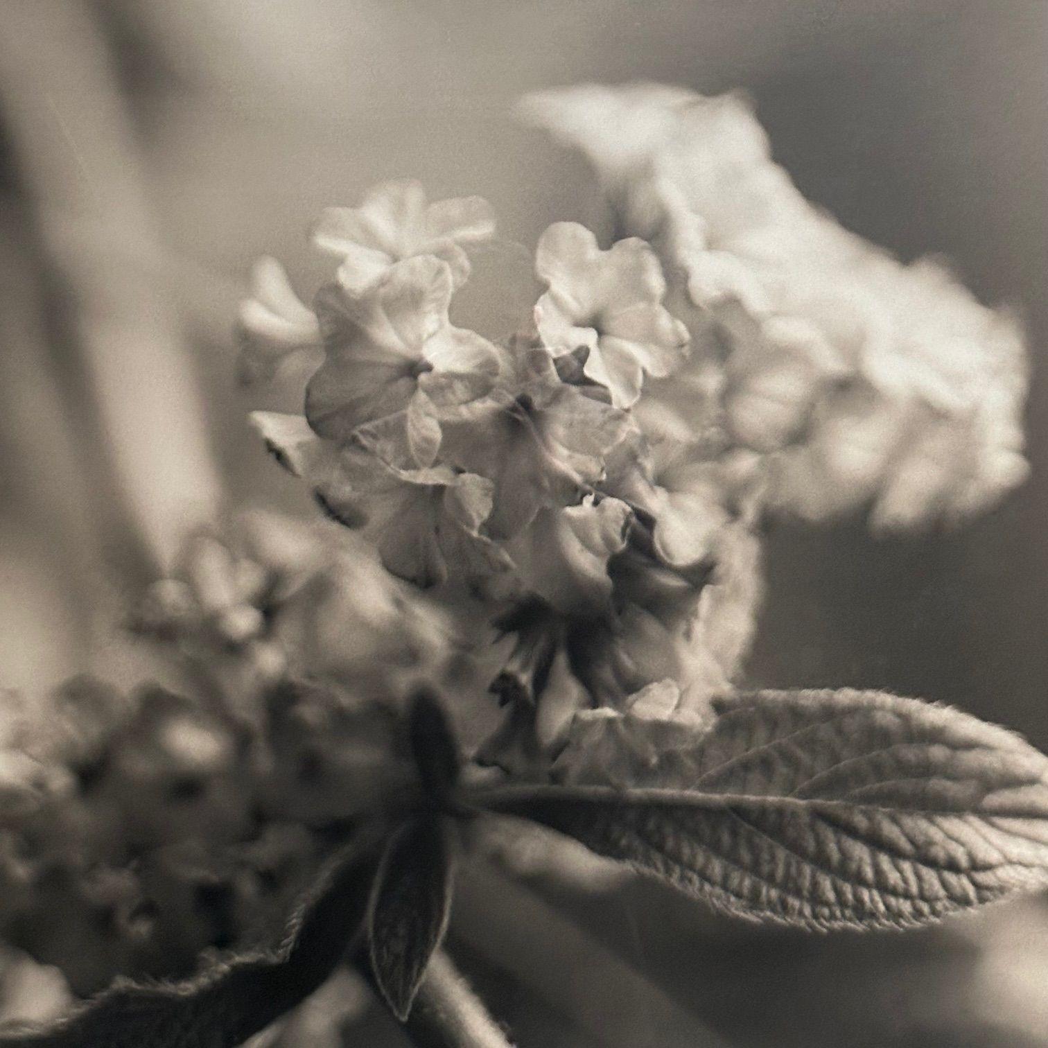 Modern, Large Black and White Photographs, Floral Still Life, Framed, 1990s For Sale 4