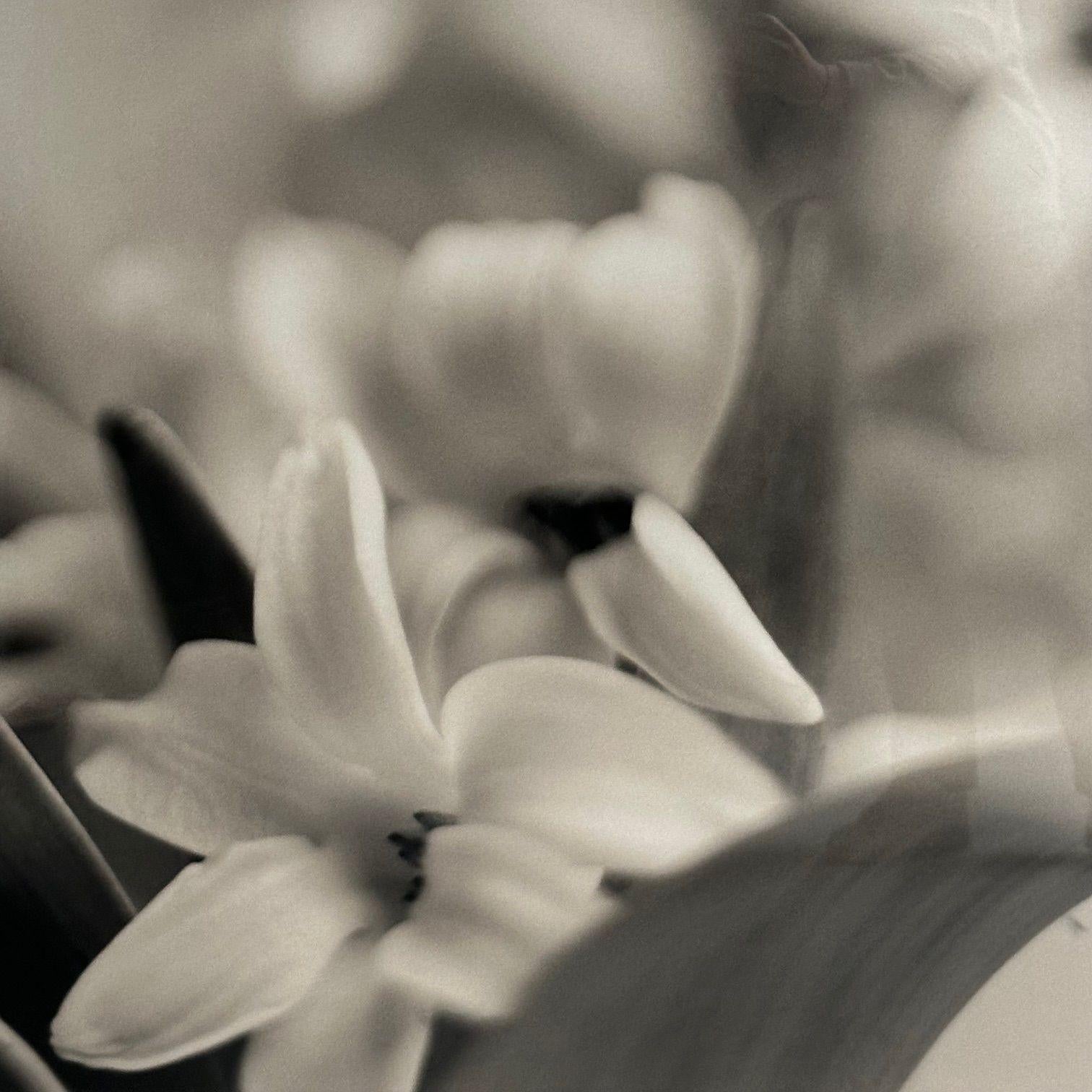 Modern, Large Black and White Photographs, Floral Still Life, Framed, 1990s For Sale 5