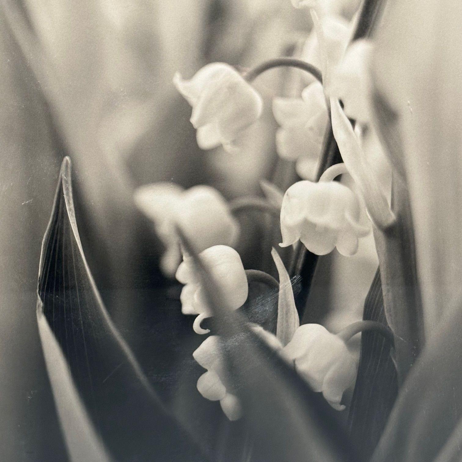 Modern, Large Black and White Photographs, Floral Still Life, Framed, 1990s For Sale 7