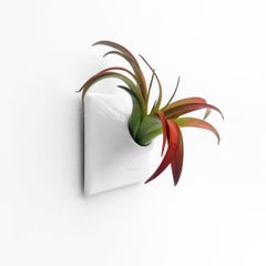 Modern Mini Wall Planter, Air Plant Holder Hanger, Living Wall Decor, Node 3"