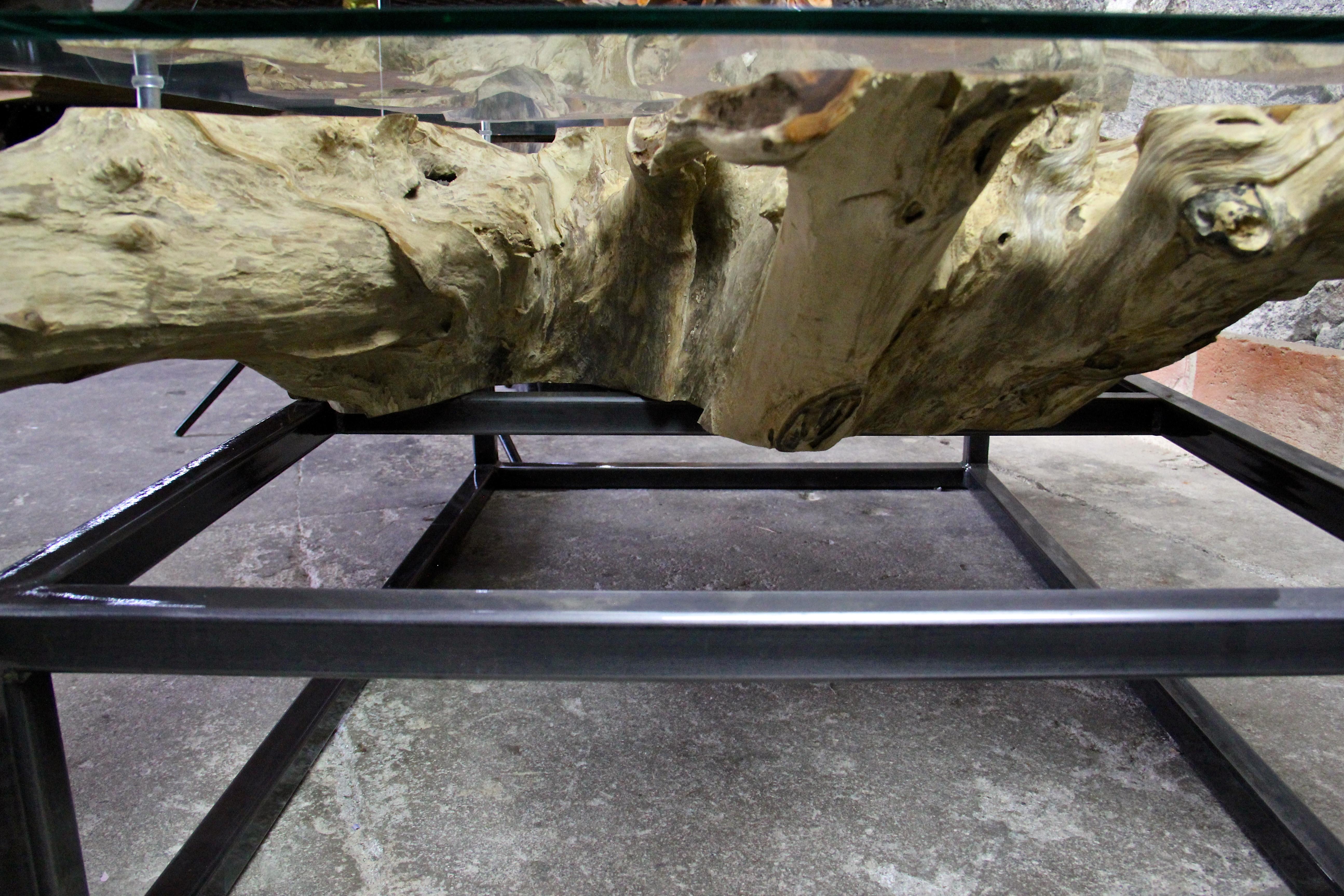 Modern Organic Teak Root Coffee Table on Industrial Steel Base with Glass Plate 8