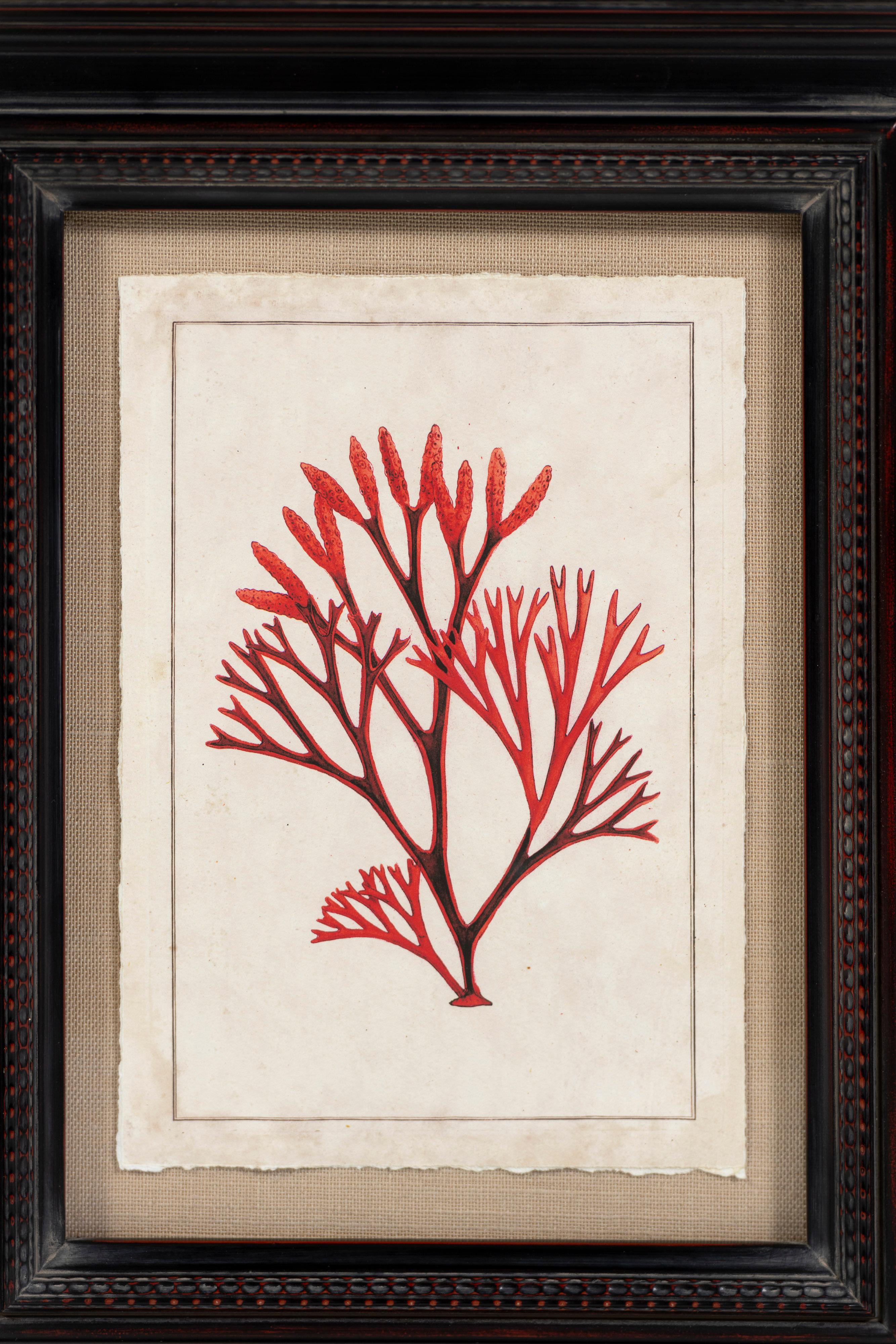 Moderna stampa corallina in vibranti tonalità di rosso, montata e splendidamente incorniciata. Sono disponibili cinque pezzi unici da posizionare singolarmente o in gruppo. Un bel tocco botanico per un bagno o un cottage.