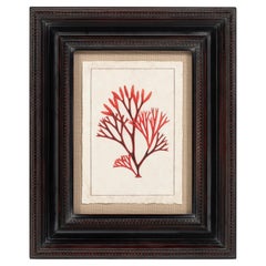 Stampa moderna di corallo rosso, con cornice, 20° secolo, USA