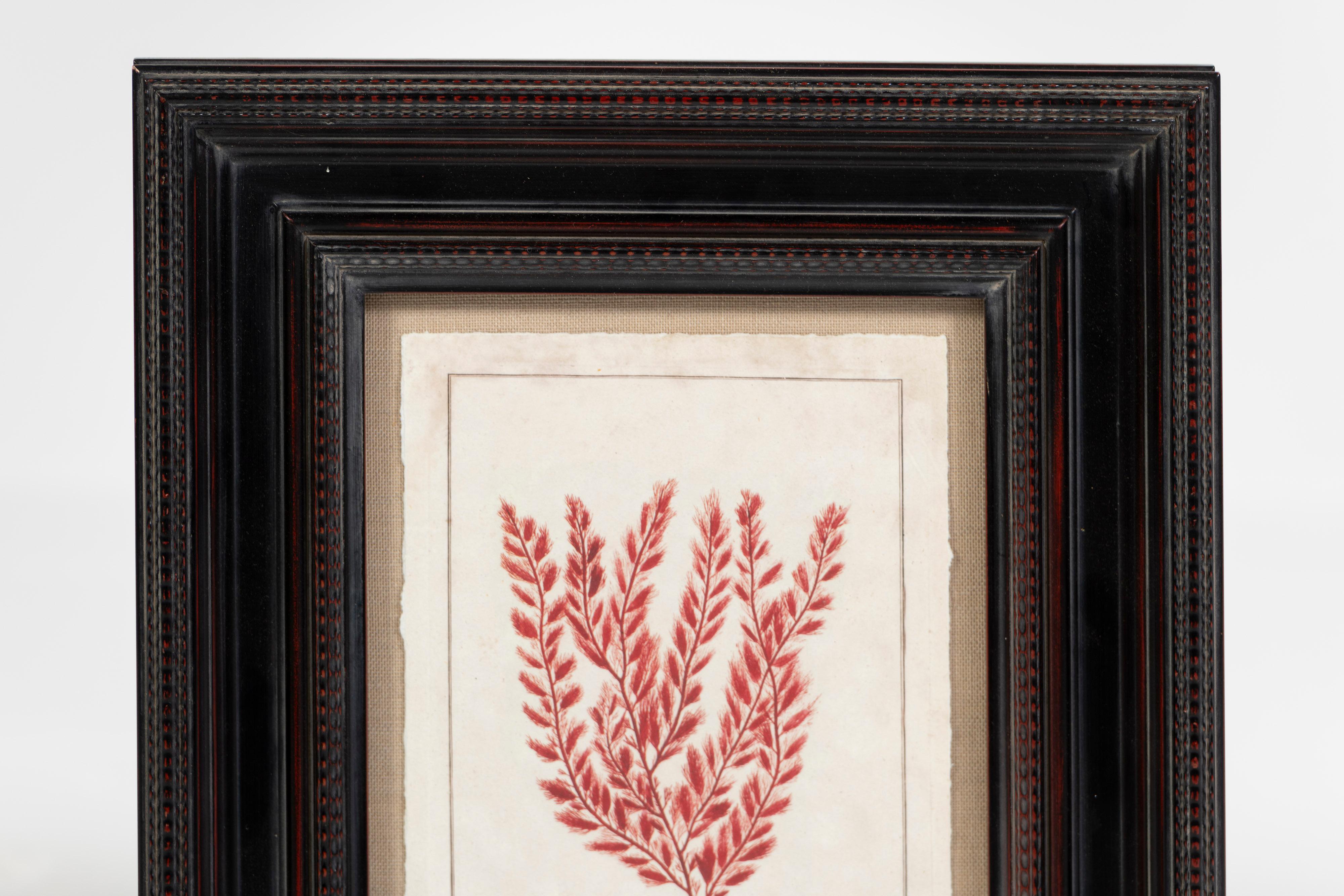 Moderna stampa botanica oceanica con profonde sfumature di rosso, montata e splendidamente incorniciata. Sono disponibili cinque pezzi unici da posizionare singolarmente o in gruppo. Un bel tocco botanico per un bagno o un cottage.