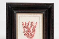 Modern Red Oceanic Botanical Print, Framed, 20th Century, USA