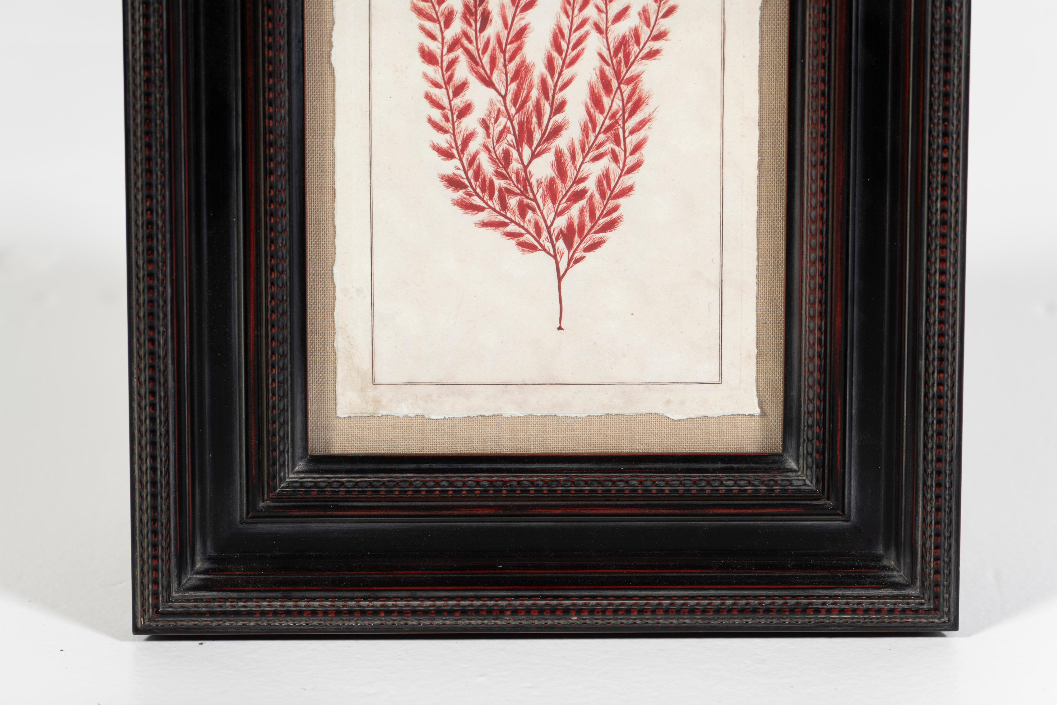 Organico moderno Stampa botanica oceanica moderna rossa, con cornice, 20° secolo, USA in vendita
