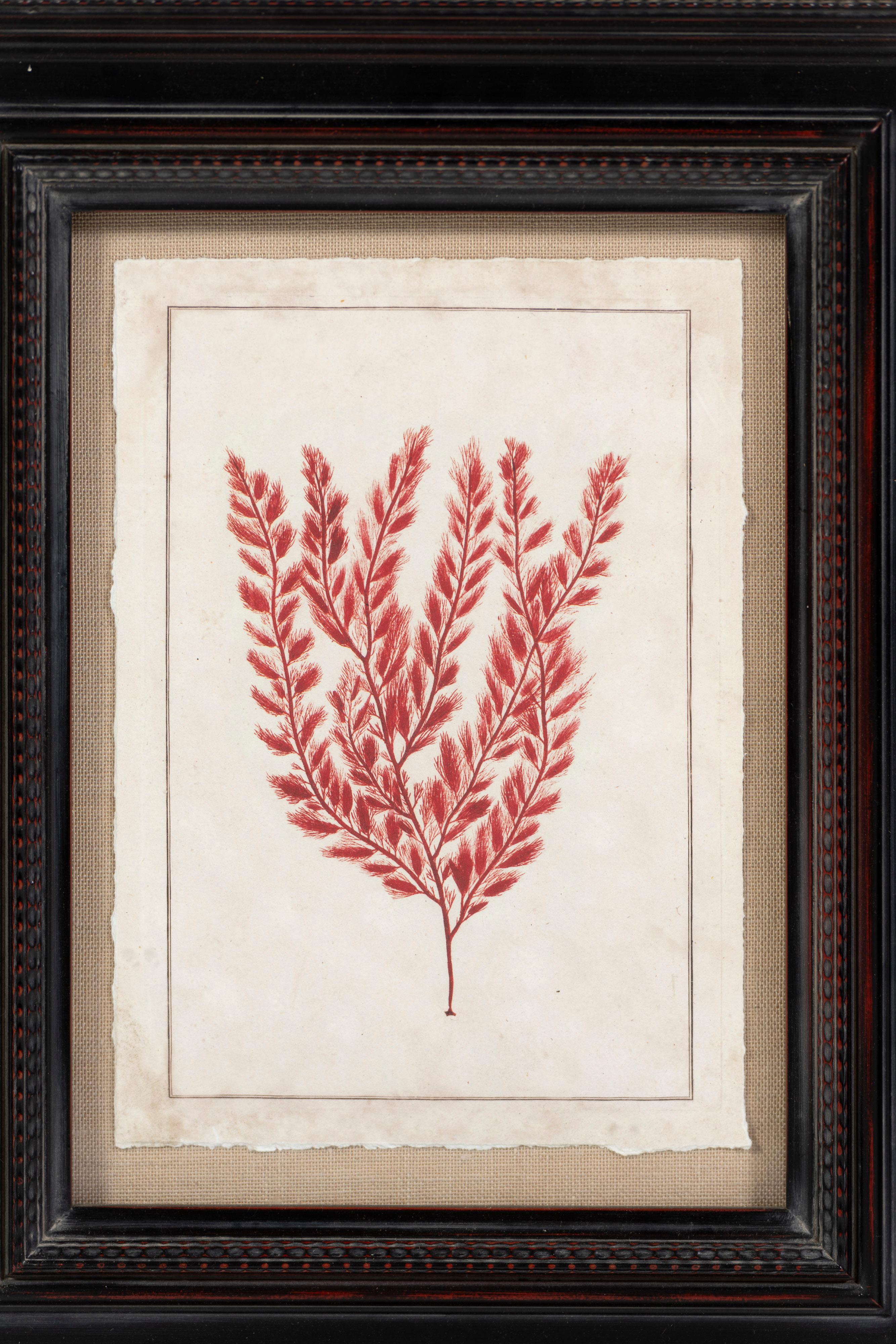 Nordamericano Stampa botanica oceanica moderna rossa, con cornice, 20° secolo, USA in vendita