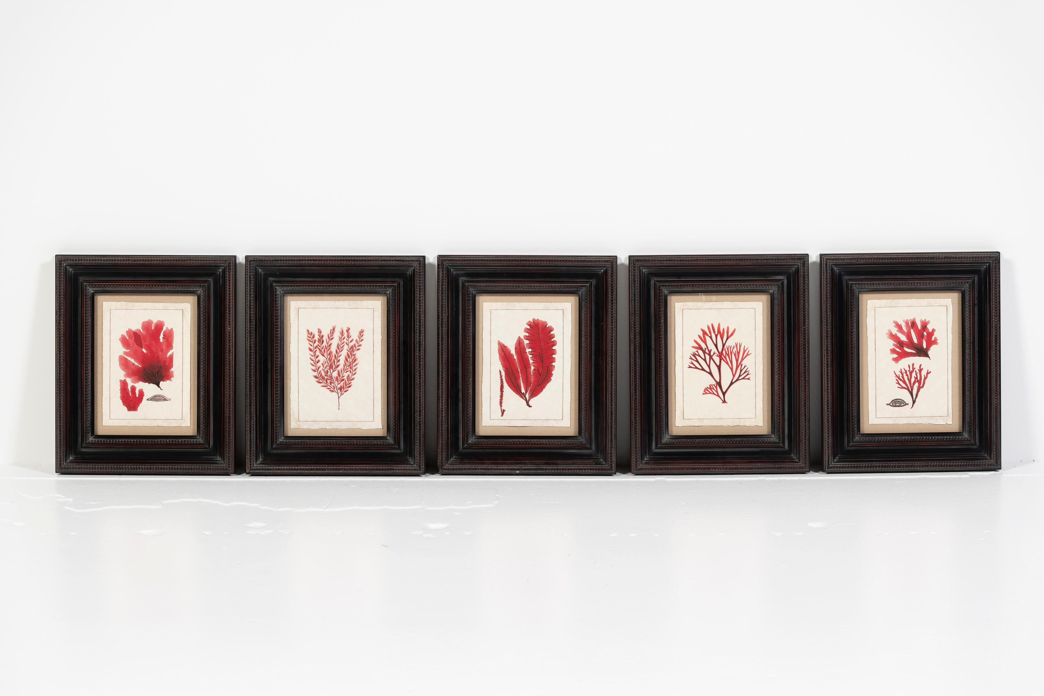 XX secolo Stampa botanica oceanica moderna rossa, con cornice, 20° secolo, USA in vendita