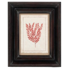 Stampa botanica oceanica moderna rossa, con cornice, 20° secolo, USA
