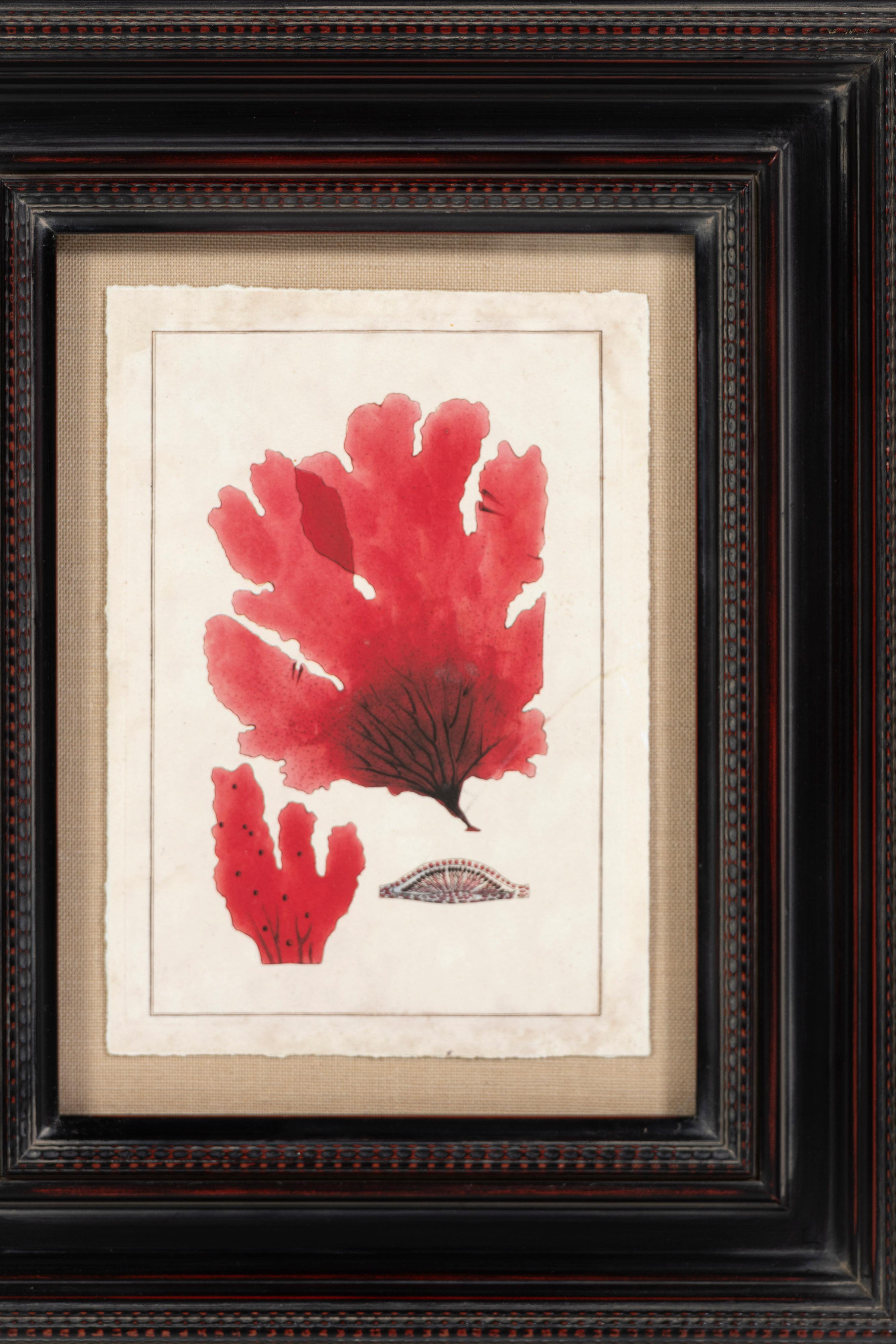 Impression moderne d'éventail de mer dans de riches nuances de rouge, montée et joliment encadrée. Cinq pièces uniques sont disponibles pour être placées individuellement ou en groupe. Une jolie touche botanique pour une salle de bain ou un chalet.