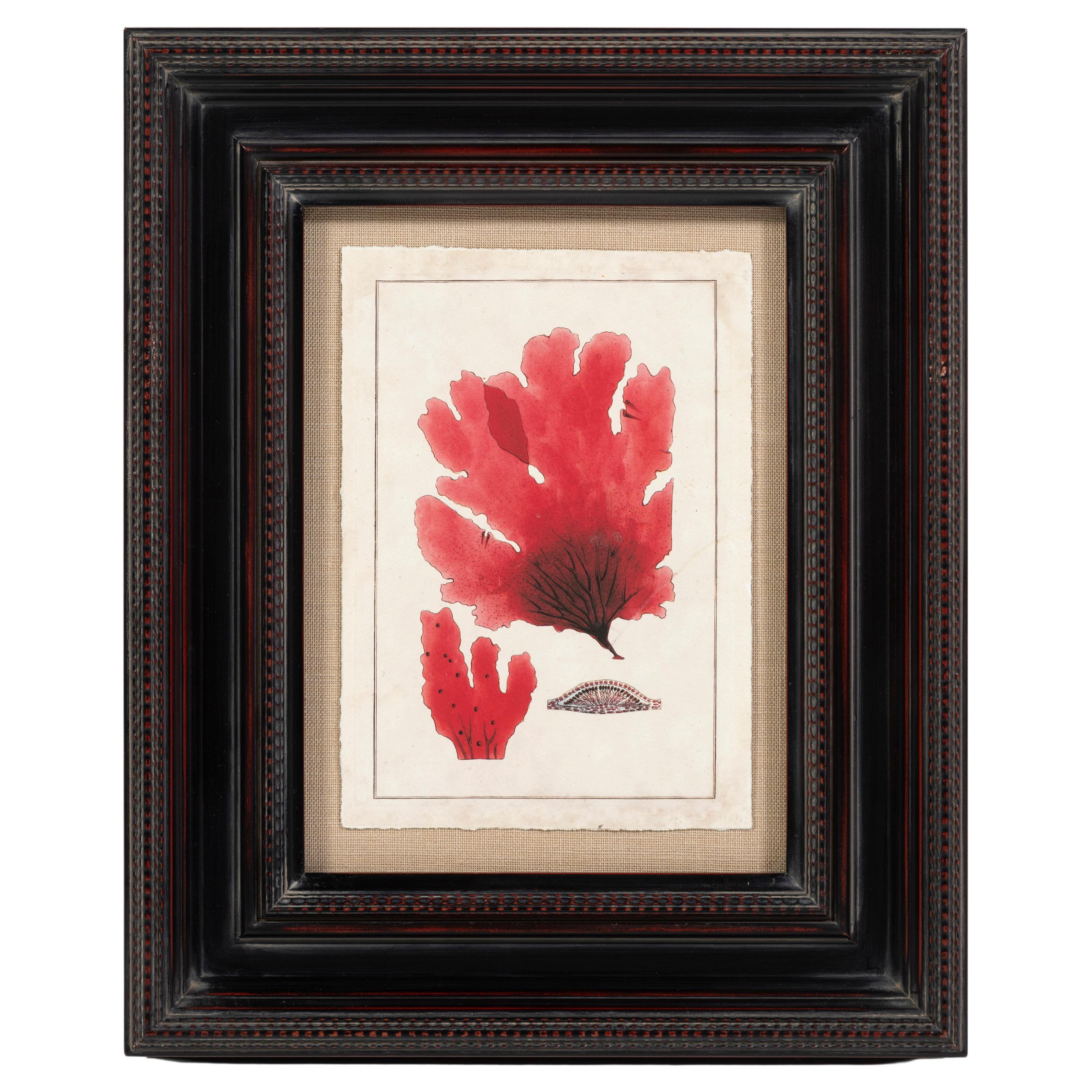 Stampa moderna del ventaglio del Mar Rosso, con cornice, 20° secolo, USA